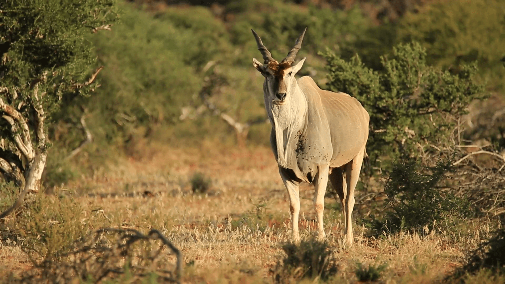 Alert eland antelope (Tragelaphus oryx) in natural habitat, South