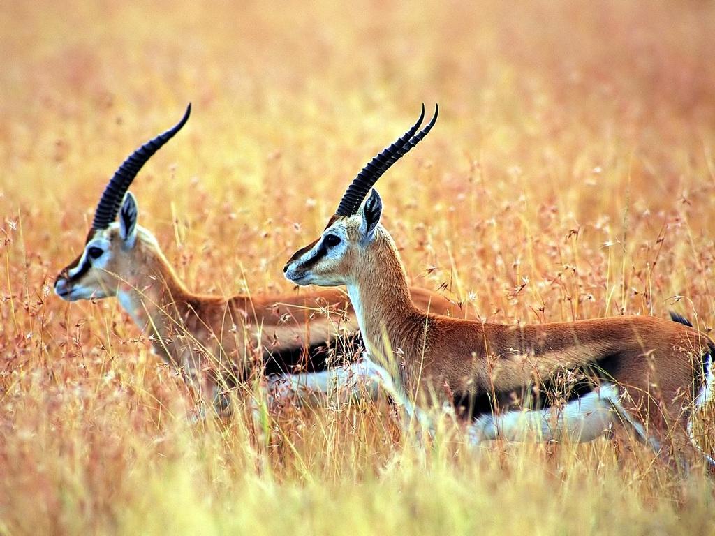 Antelope Greater Kudu # 1920x1200. All For Desktop