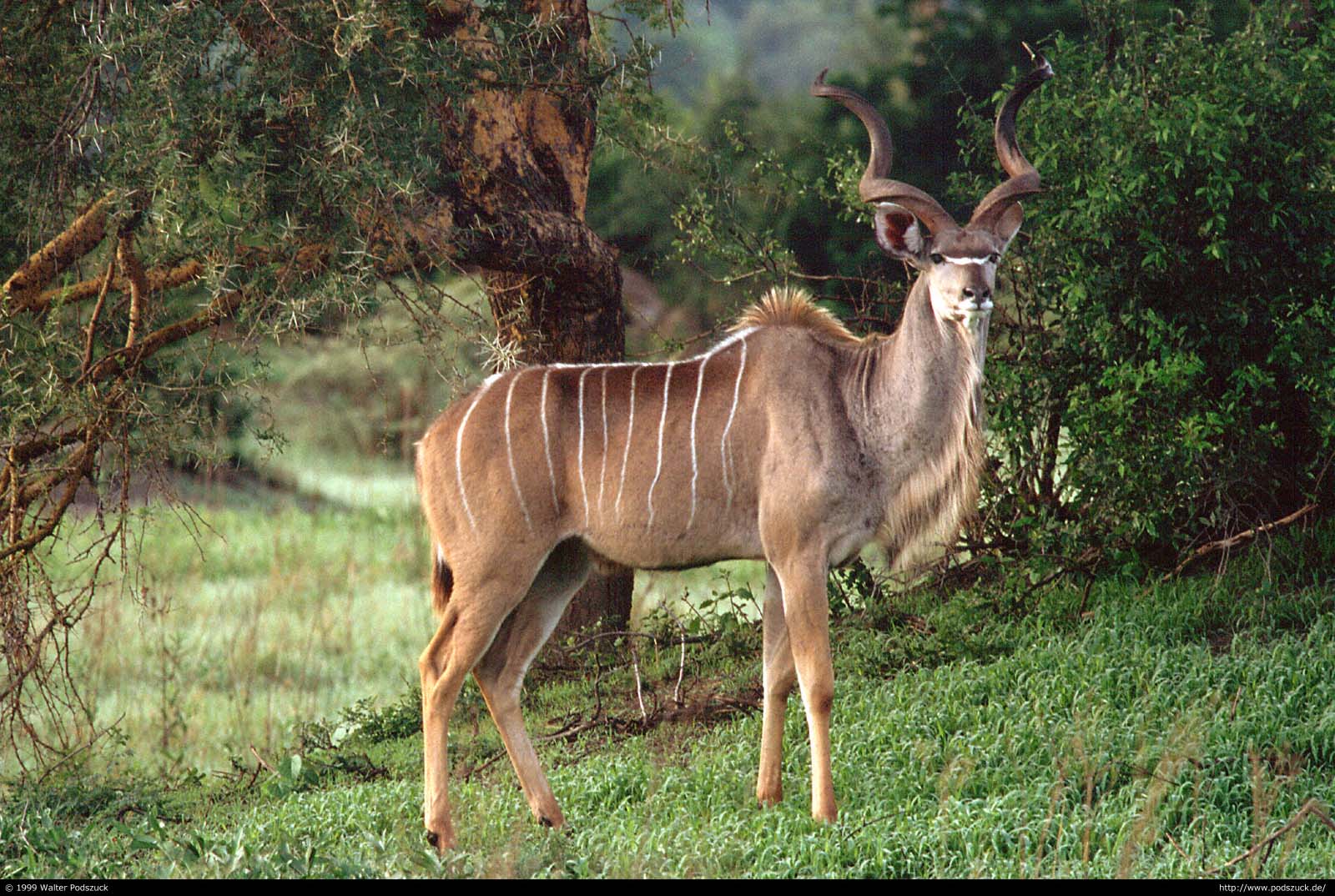 Kudu Facts, History, Useful Information and Amazing Picture