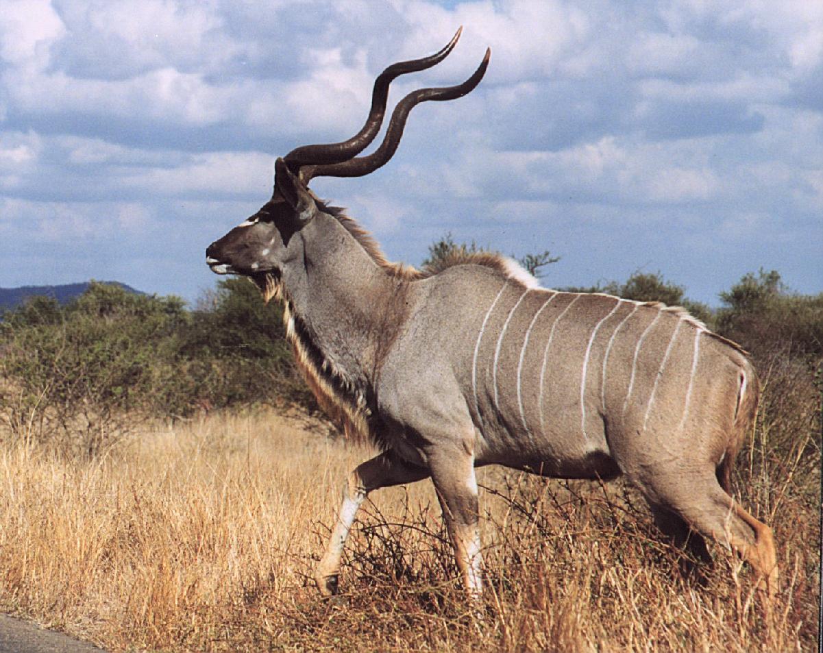 1201x953px Kudu (200.6 KB).08.2015