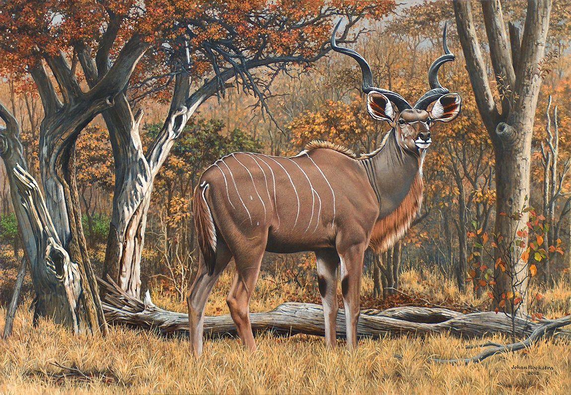 Kudu Image HD Cute