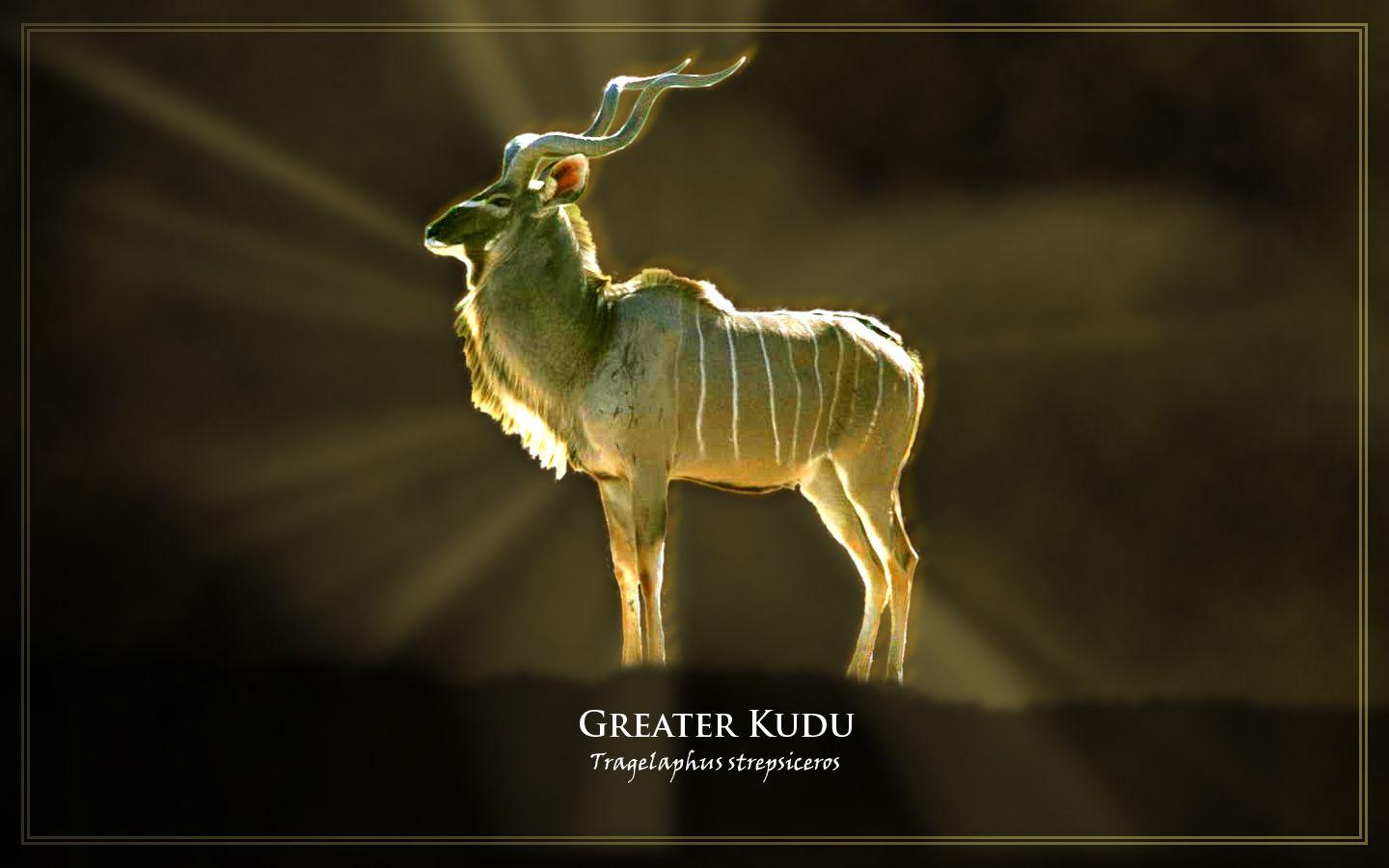 Greater Kudu wallpaper, 1