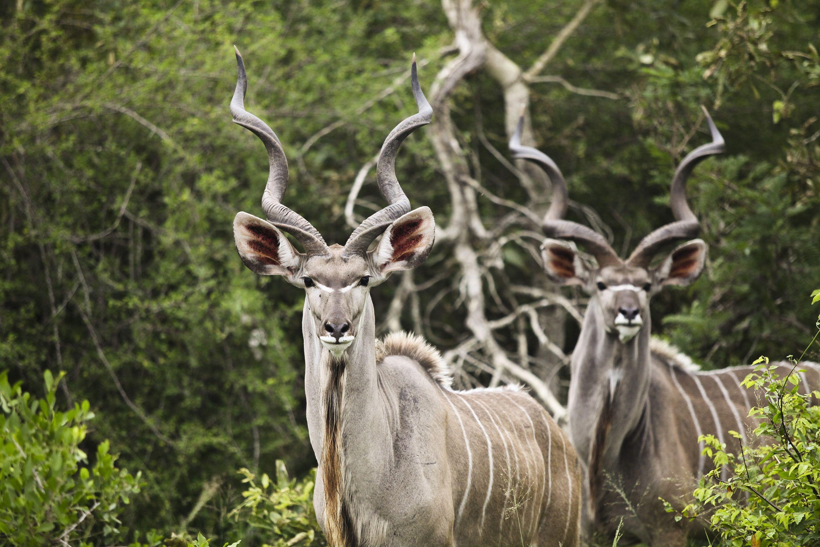 Download Wallpaper Kudu, Antelope, Horns HD Background