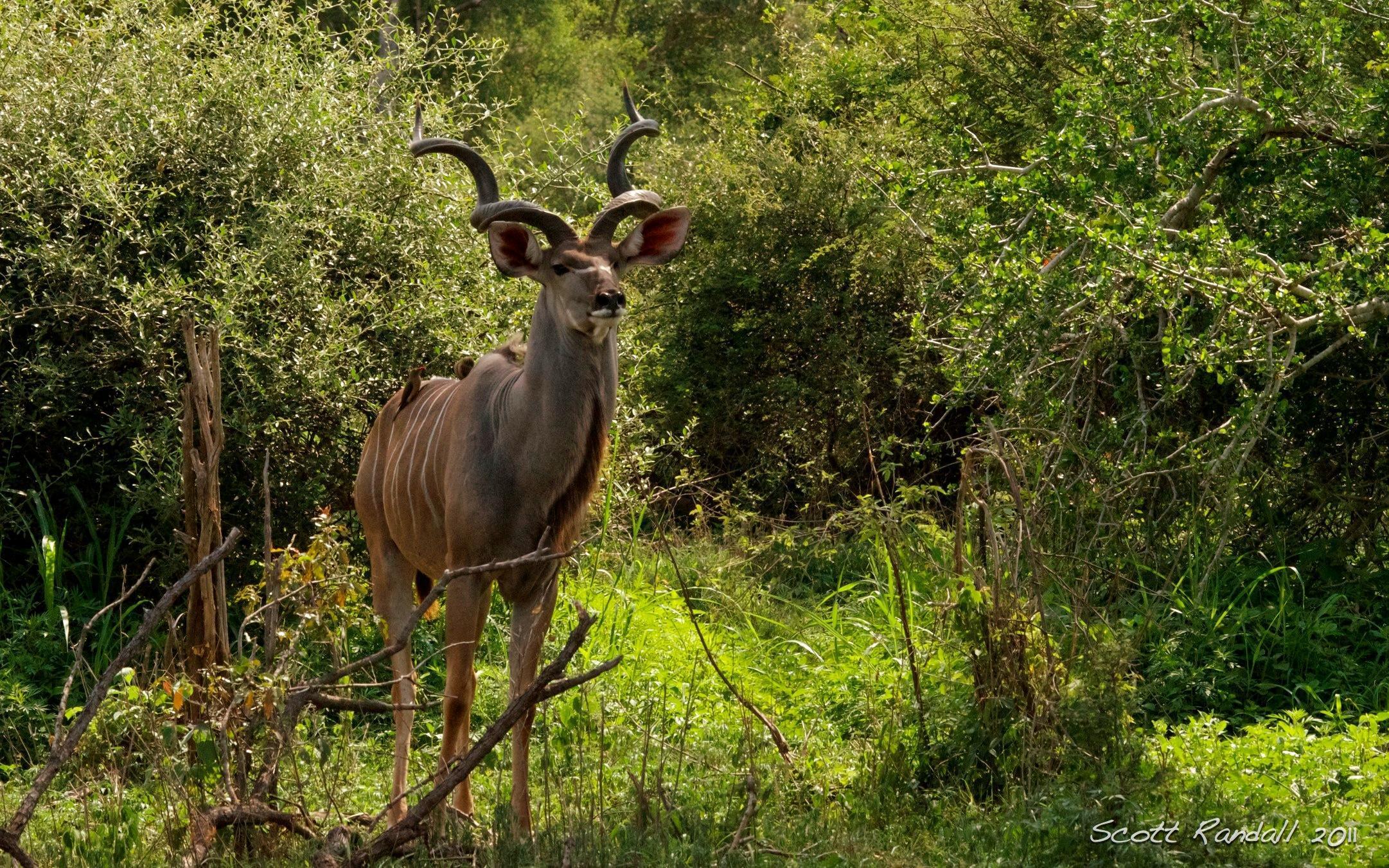 Kudu Bull HD desktop wallpaper, Widescreen, High Definition