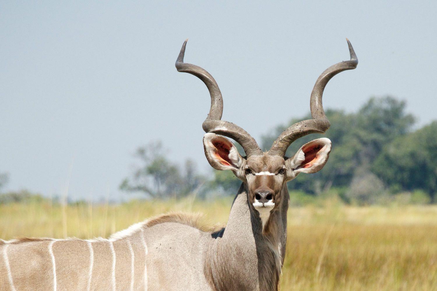  Kudu  Wallpapers  Wallpaper  Cave