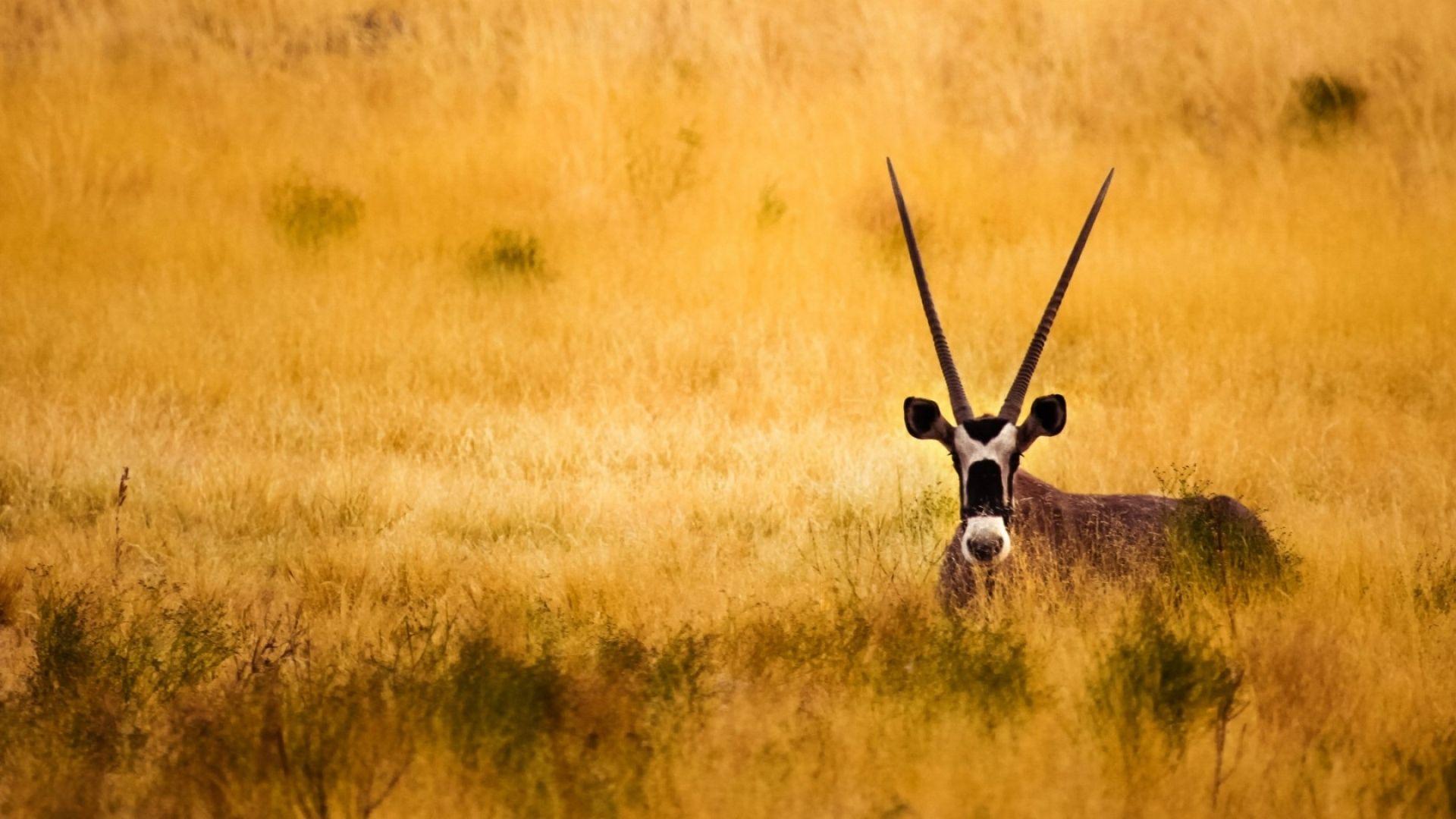 Download Wallpaper 1920x1080 Savanna, Antelope, Horns Full HD