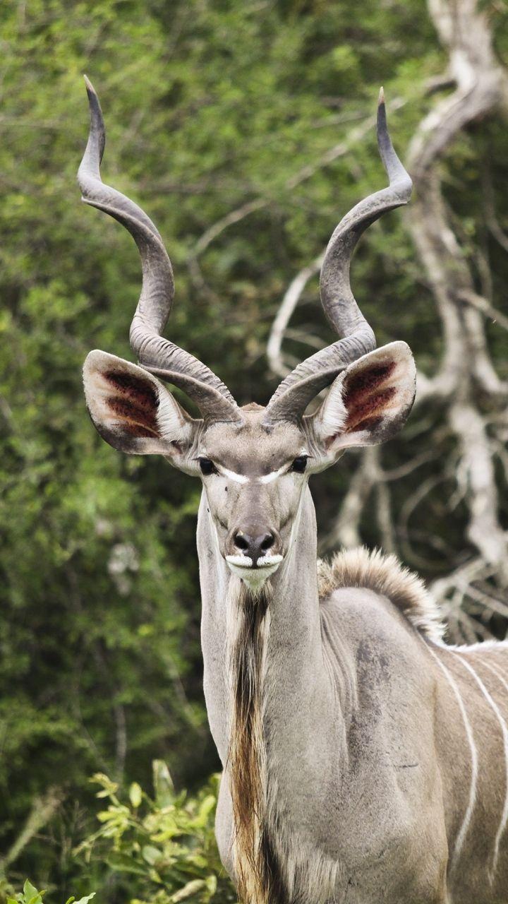 Download Wallpaper 720x1280 Kudu, Antelope, Horns Samsung Galaxy