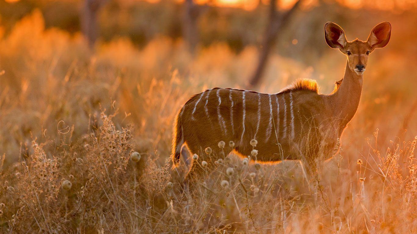 Female greater kudu in Chobe National Park, Botswana © WorldFoto