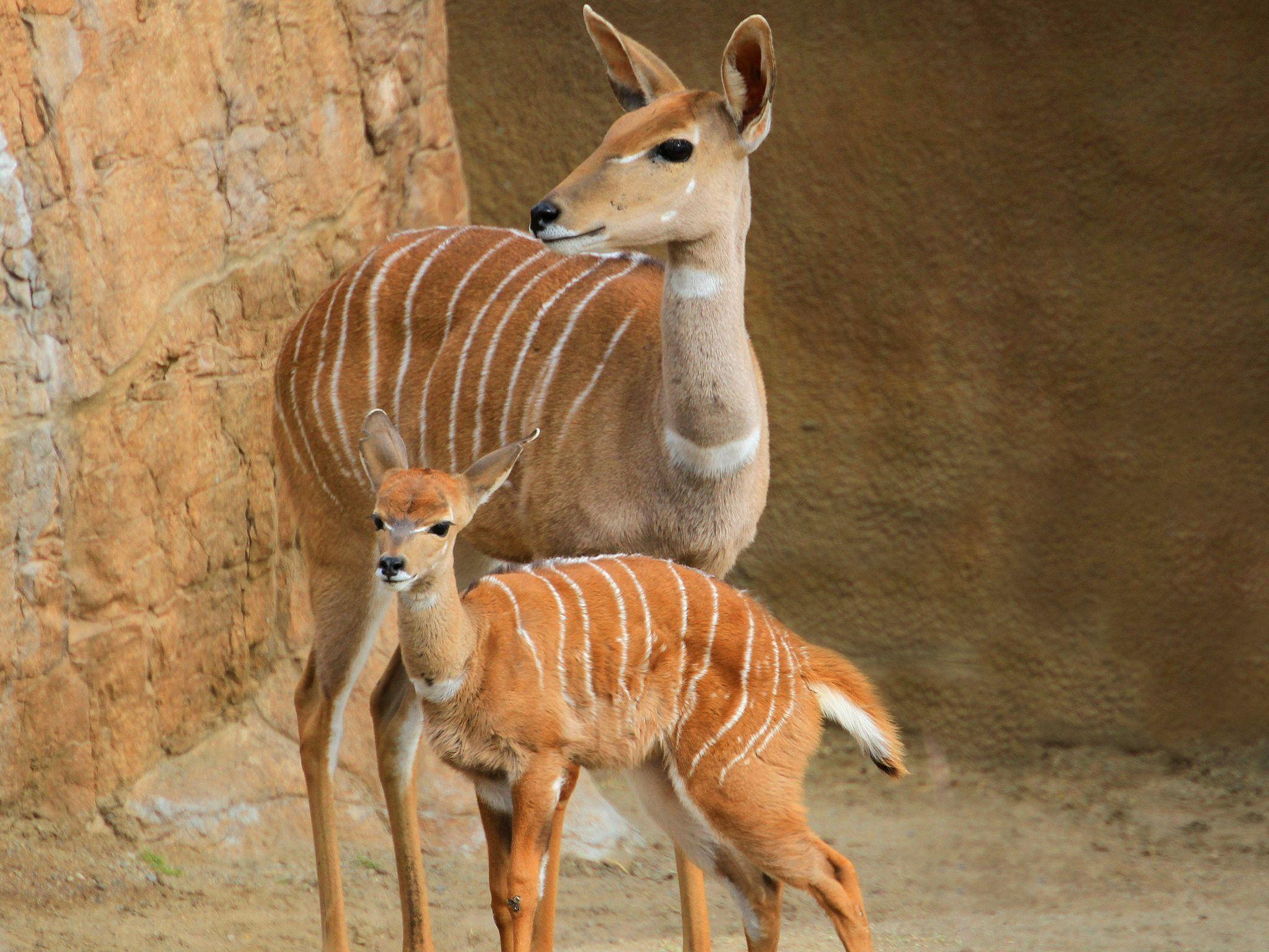 Wallpaper Lesser kudu, walk, Couple, Cub HD, Picture, Image