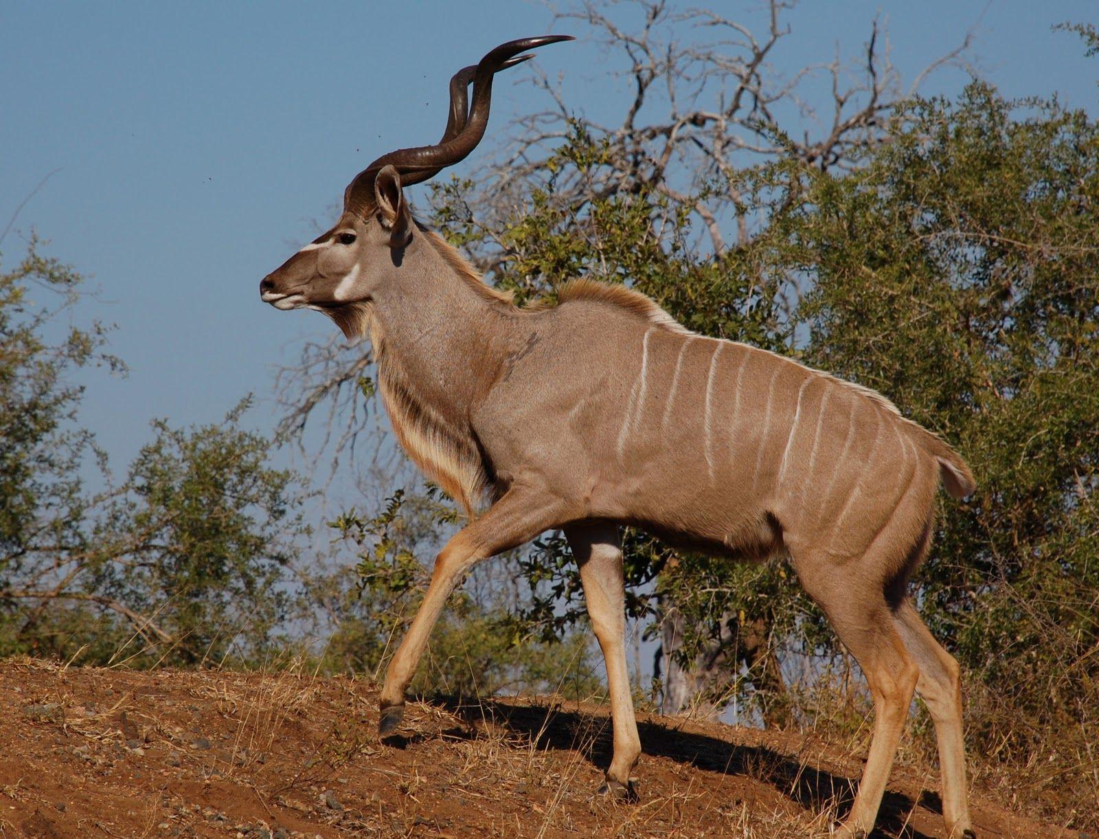 World Animal Beauti And Funny: Kudu