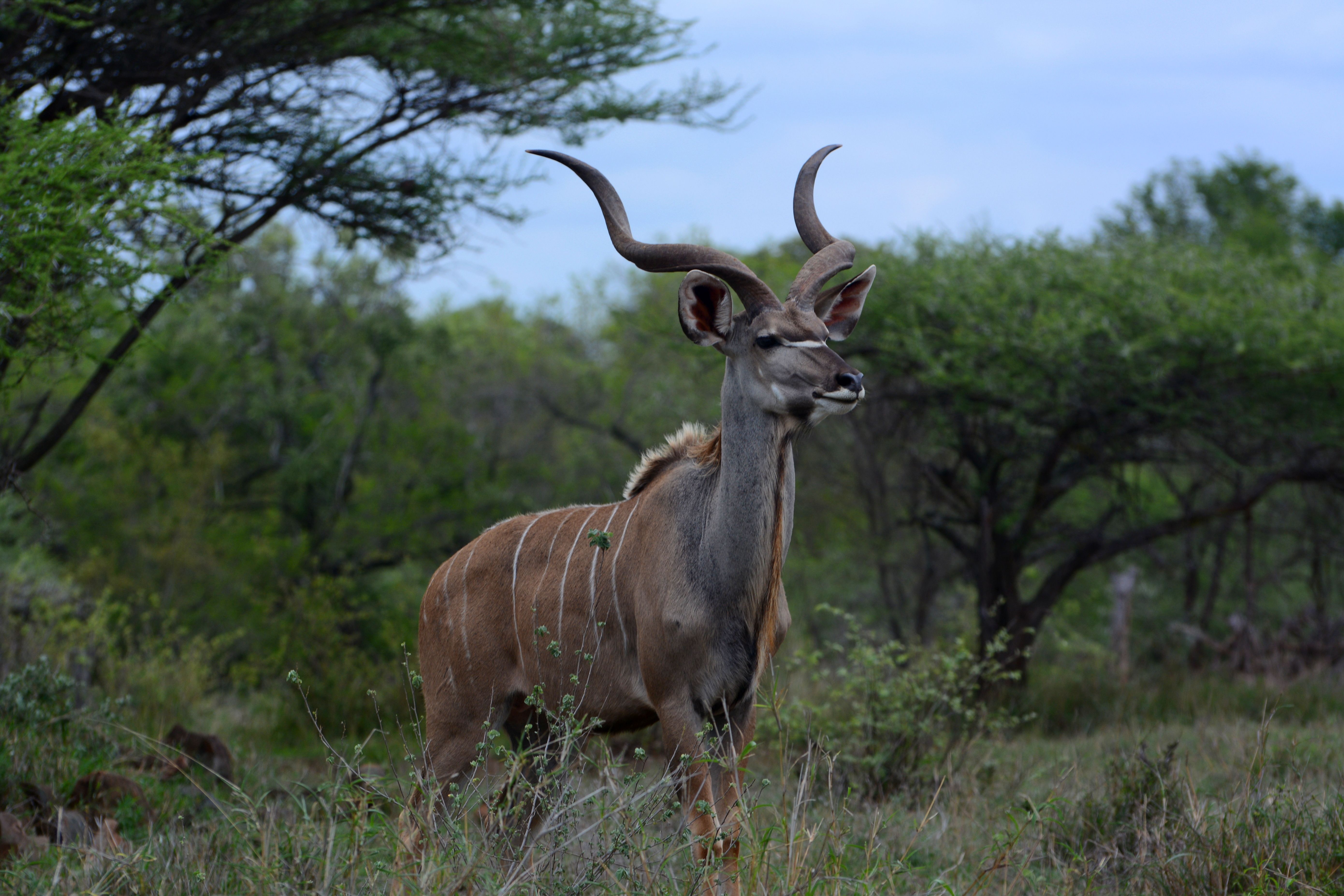  Kudu  Wallpapers  Wallpaper  Cave