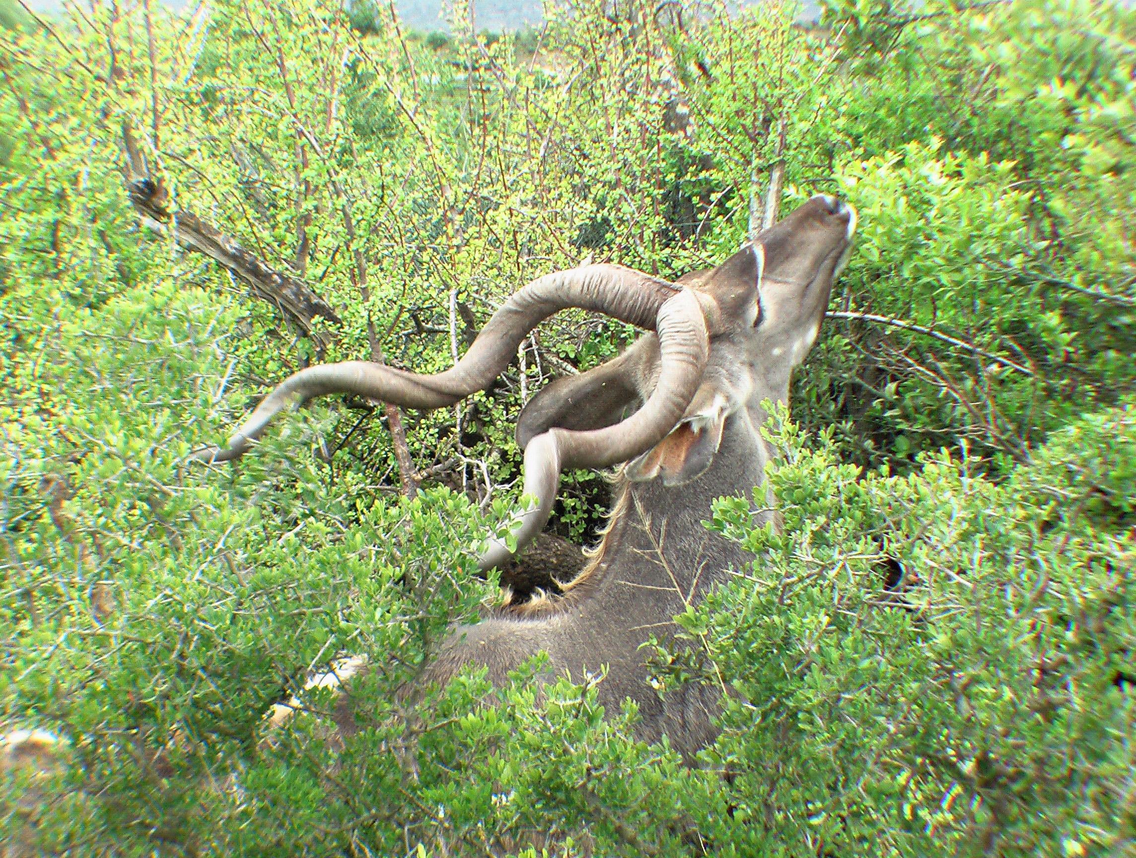 Greater Kudu wallpaper