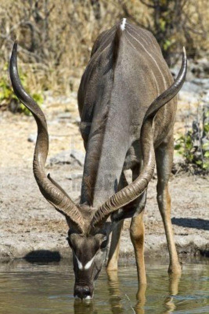 best Creature Design References (Greater Kudu) image