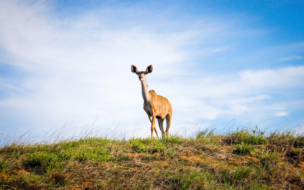 Kudu buck in grass