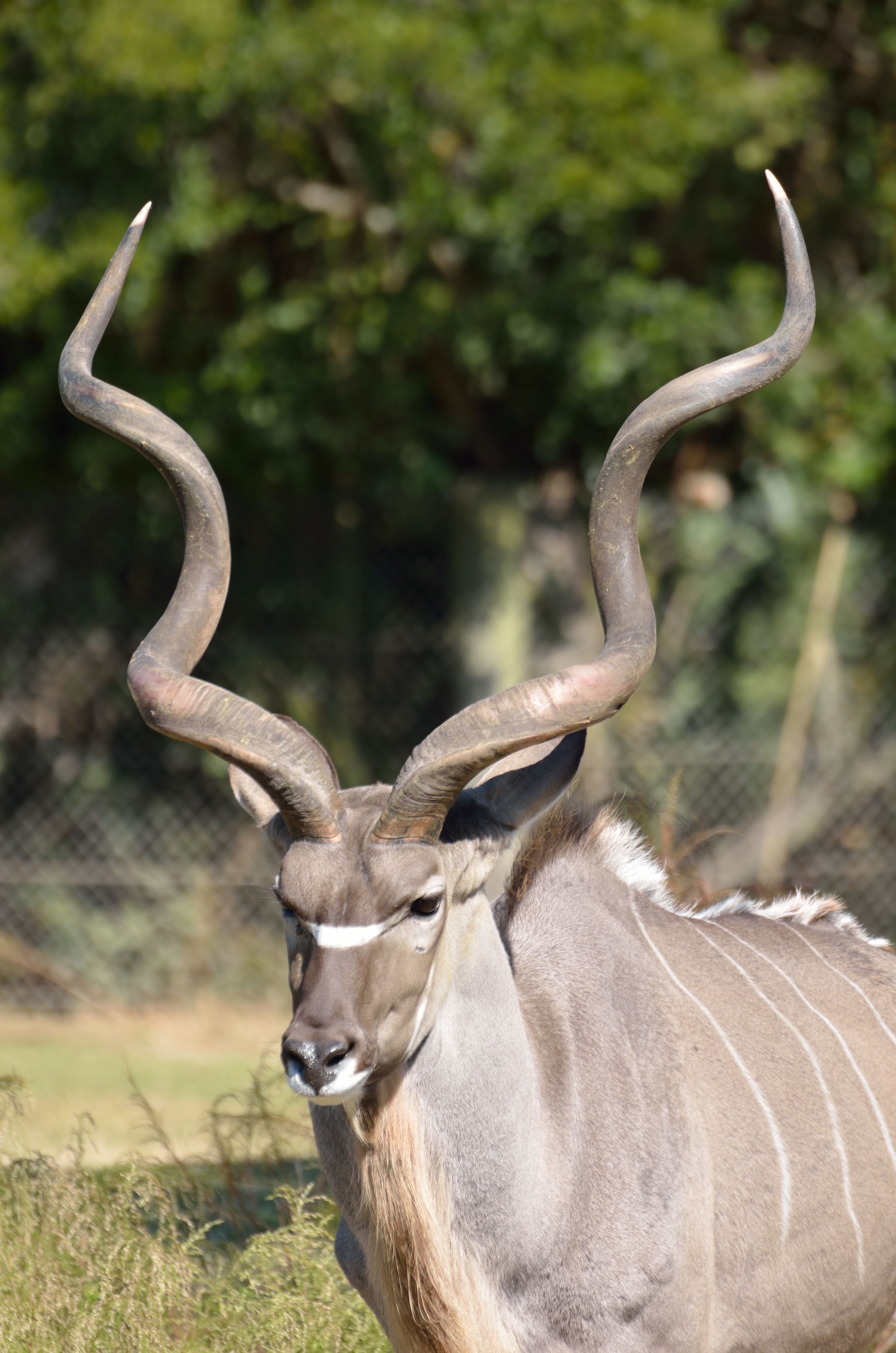 Kudu Wallpapers - Wallpaper Cave