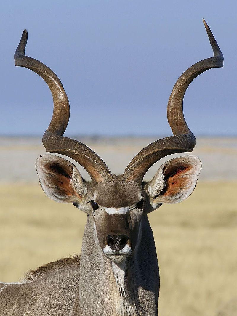 Tragelaphus strepsiceros ♂ (head) kudu