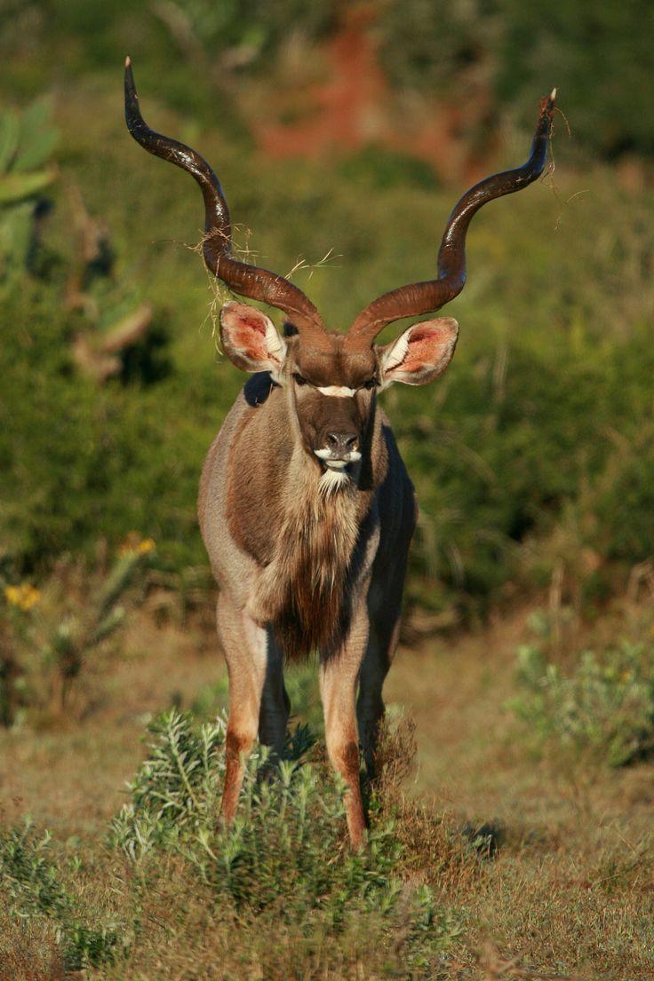 best Kudos for Kudus image. Wild animals