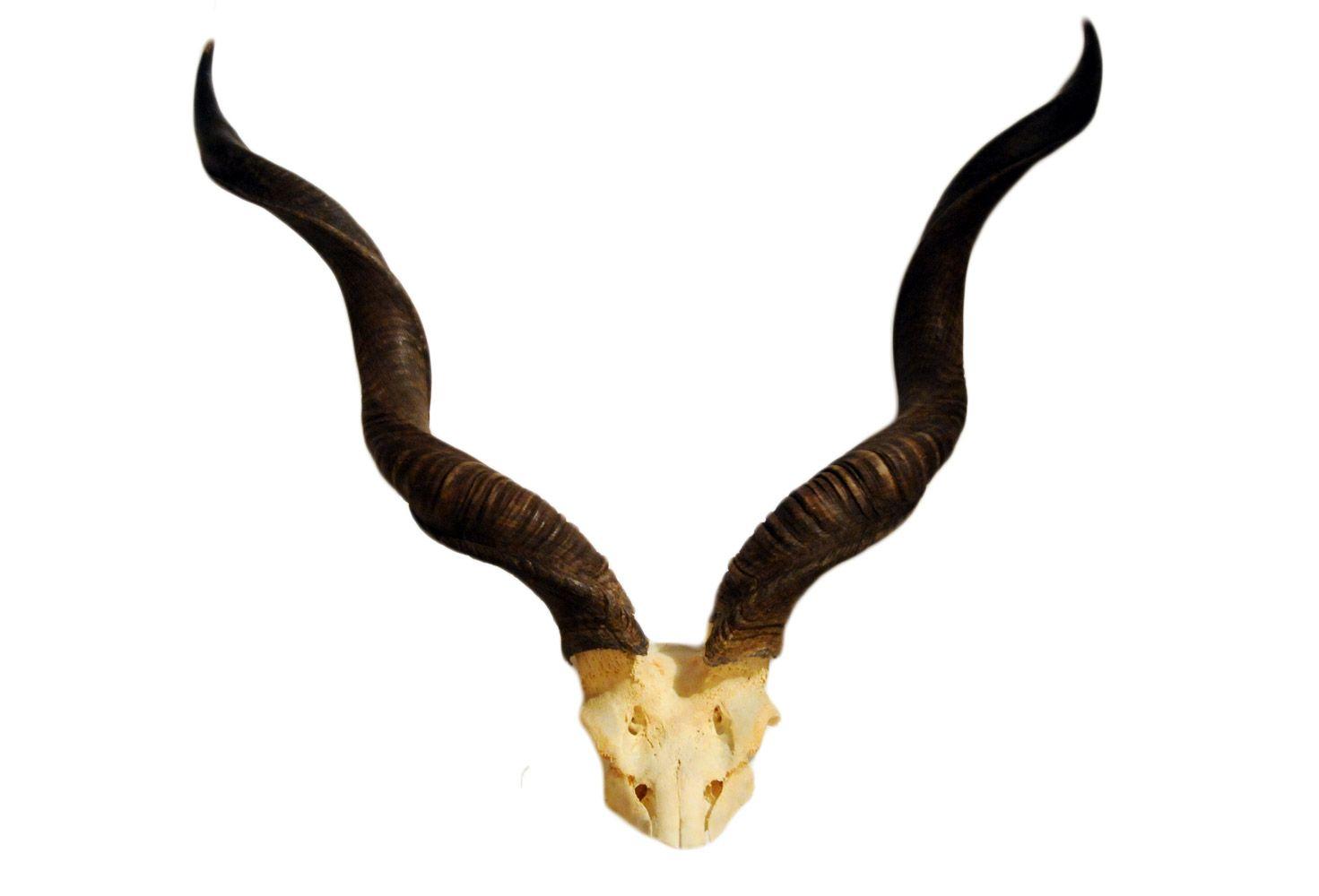 horns