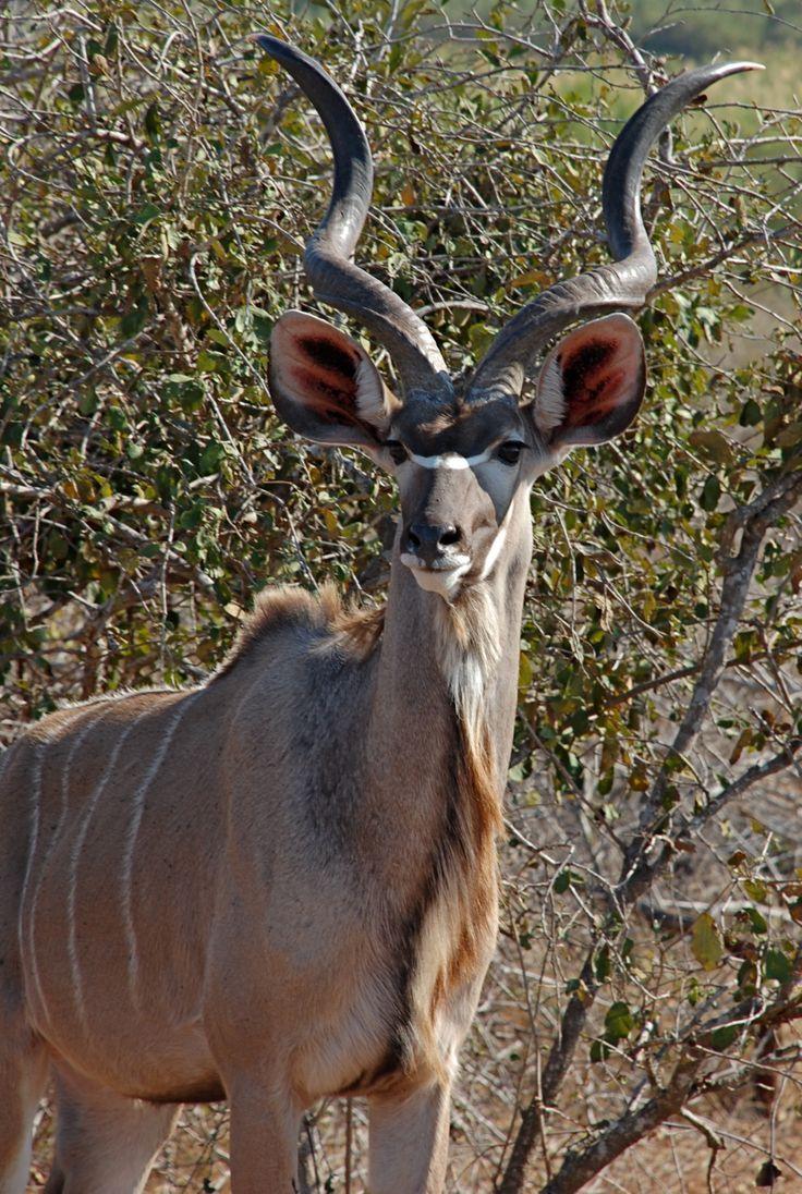 best Creature Design References (Greater Kudu) image