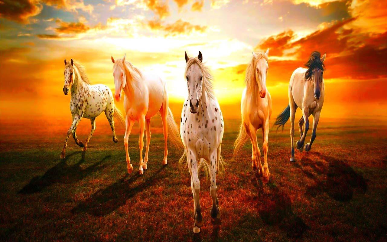 7 Horse Hd Wallpapers 1920x1080 Download - andro wall