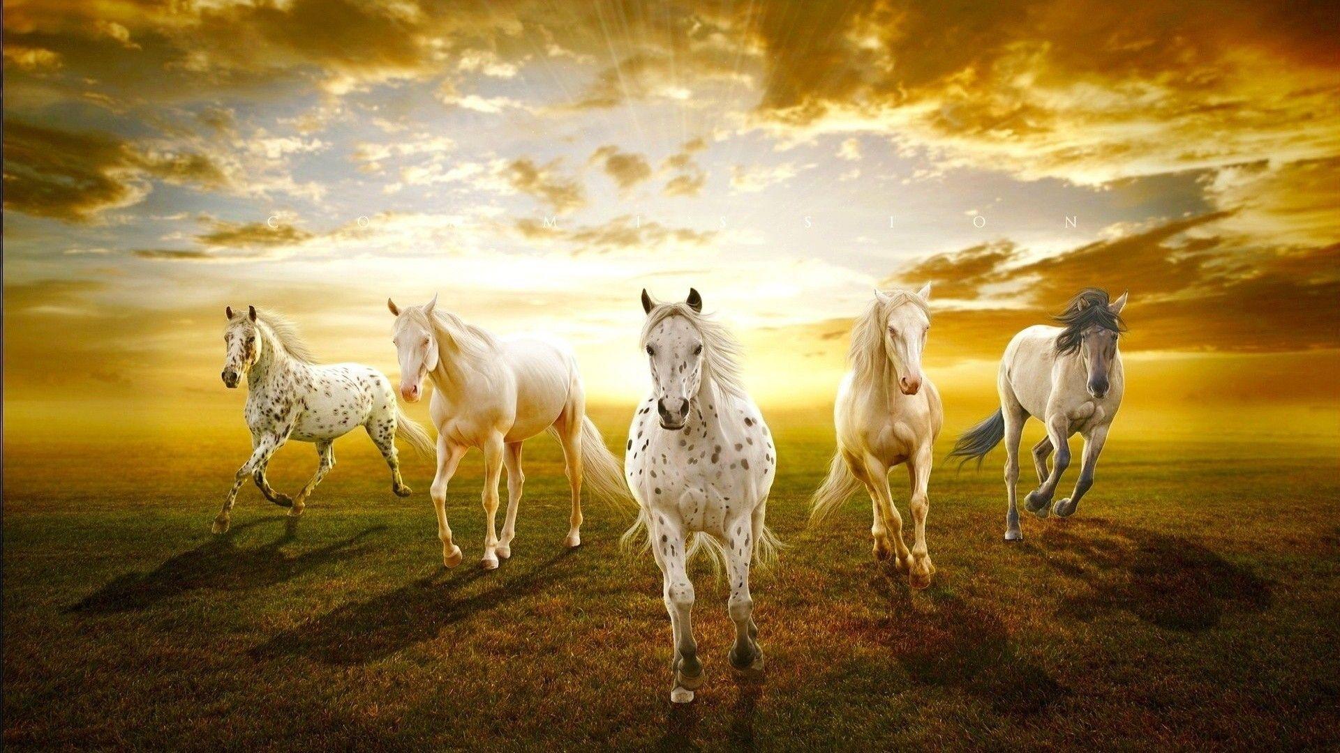 sunset, white, animals, horses, white horse, prairie wallpaper