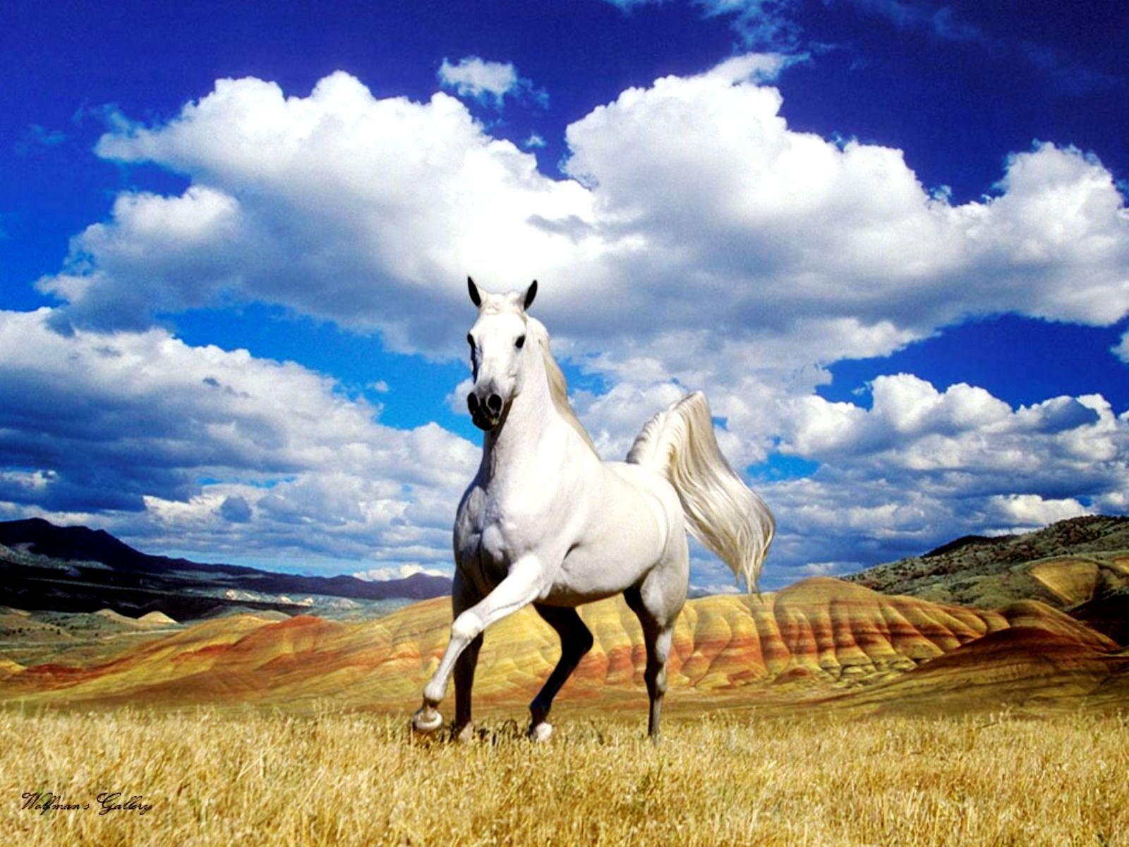 Photo Collection White Wallpaper Horse