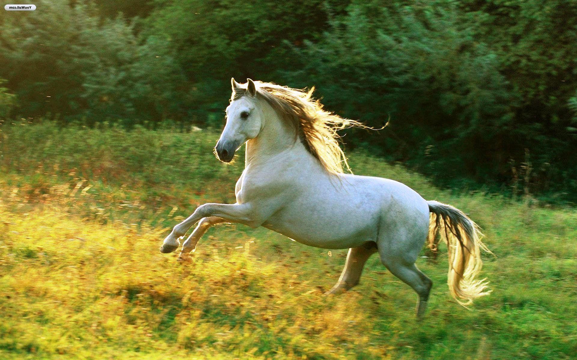 White Horse Running 829593