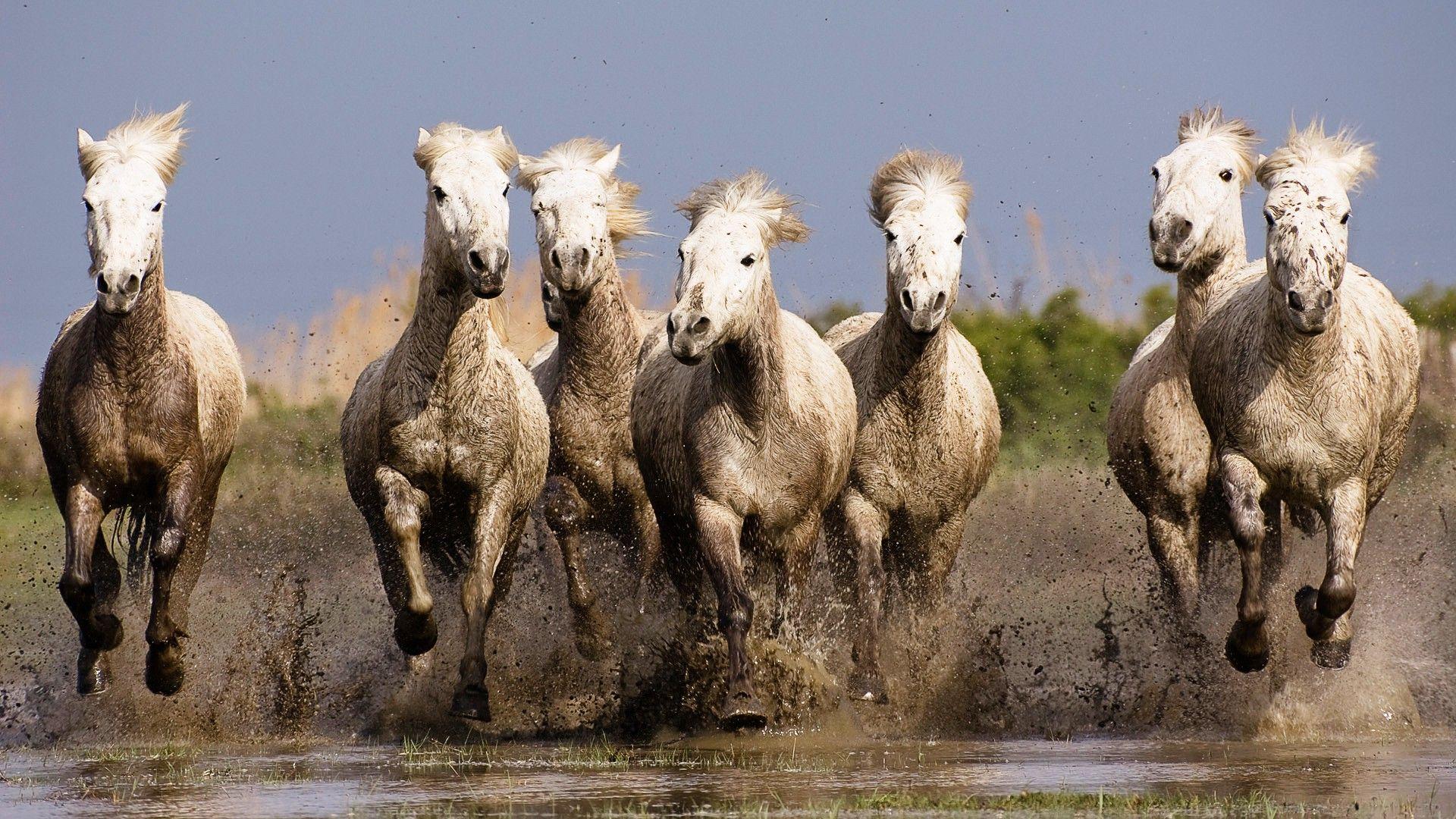 nature, Horse, Animals, Running Wallpaper HD / Desktop and Mobile