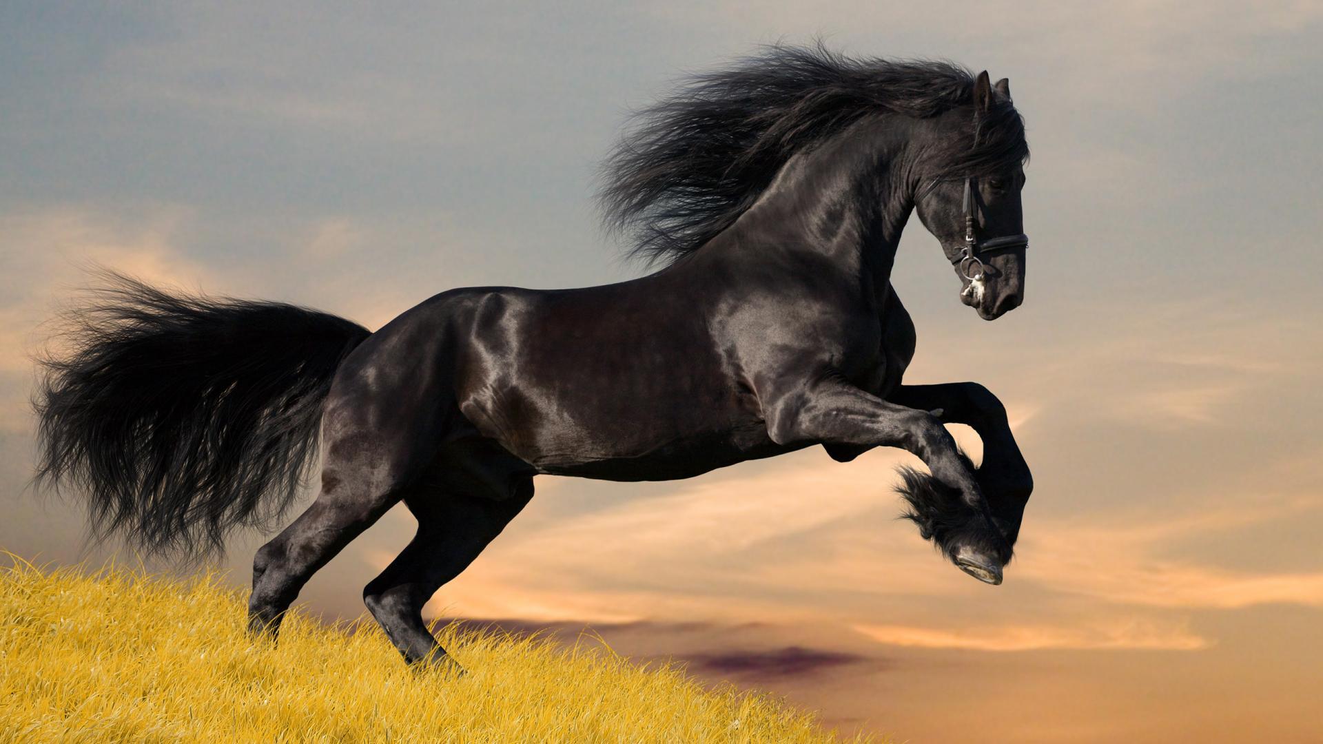 HD Wallpaper Widescreen 1080P 3D. Black Running Horse Animal