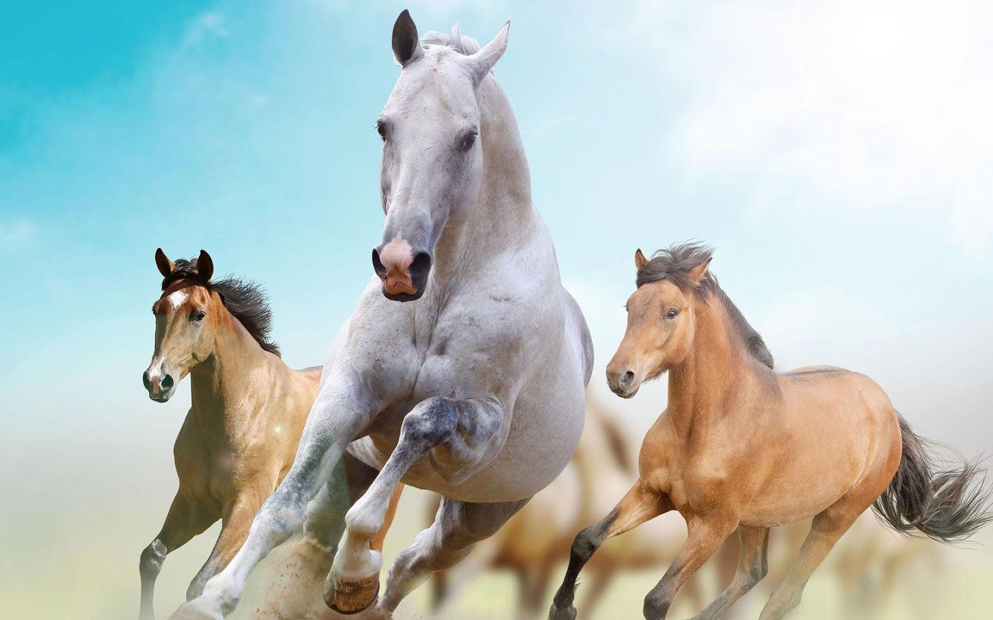 Horse Picture Live Wallpaper Apps on Google Play