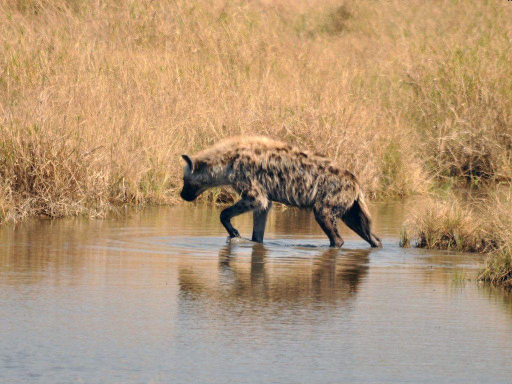 Hyena Picture and Wallpaper