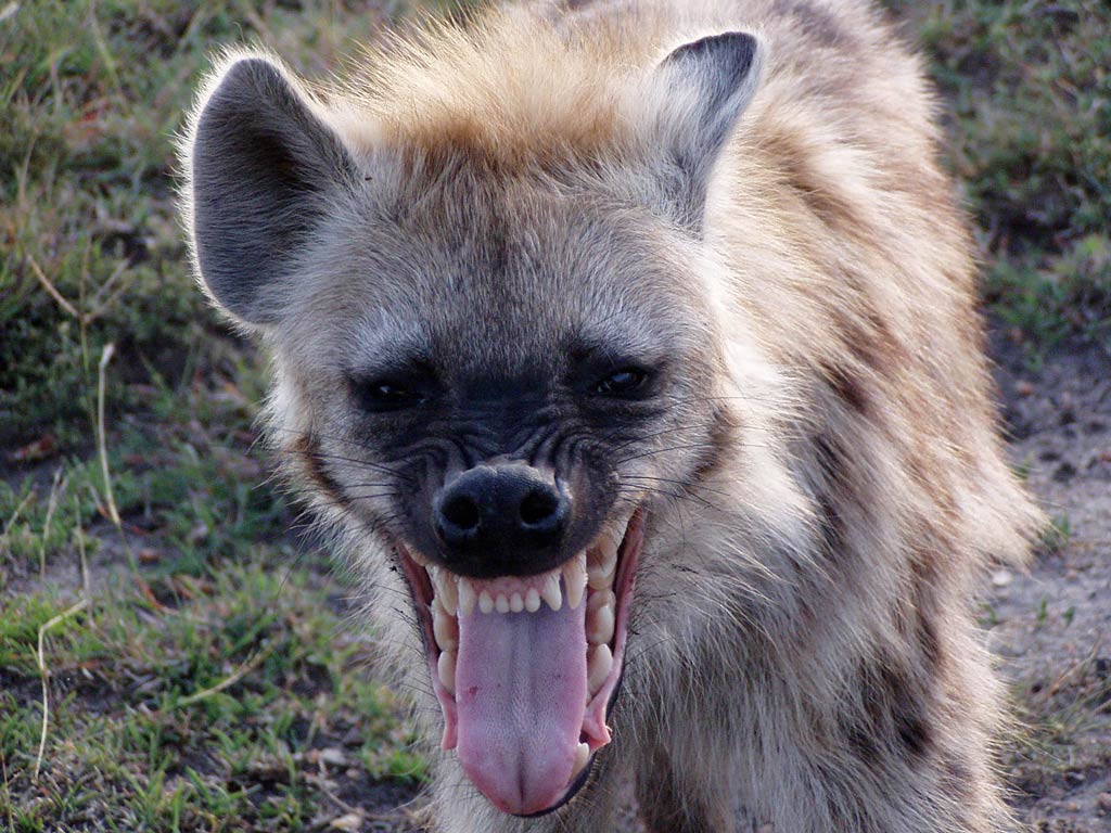 Hyena Stock Photos Images and Backgrounds for Free Download