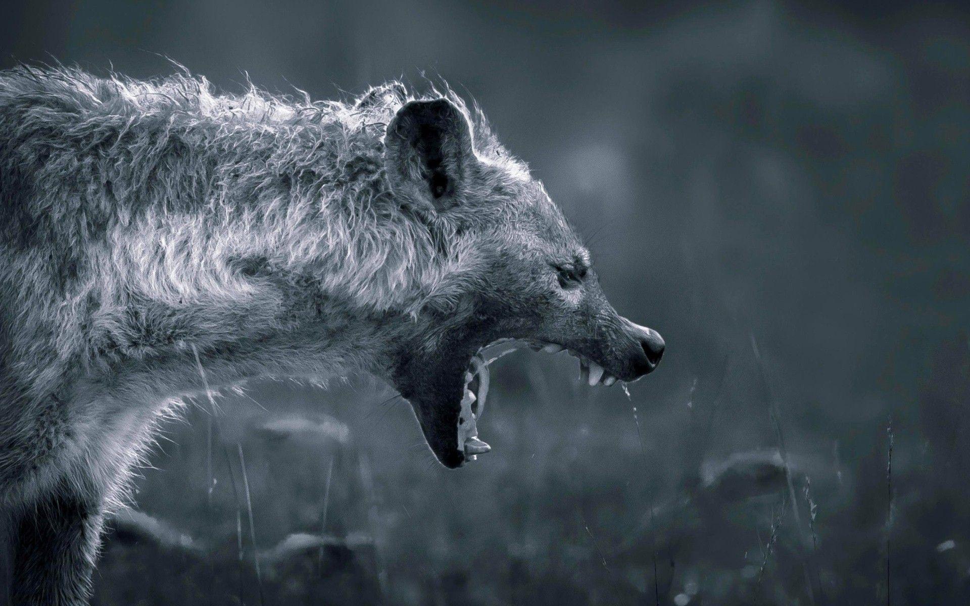 Hyena Wallpaper. Free Download Animal HD Desktop Image, Wide Photo