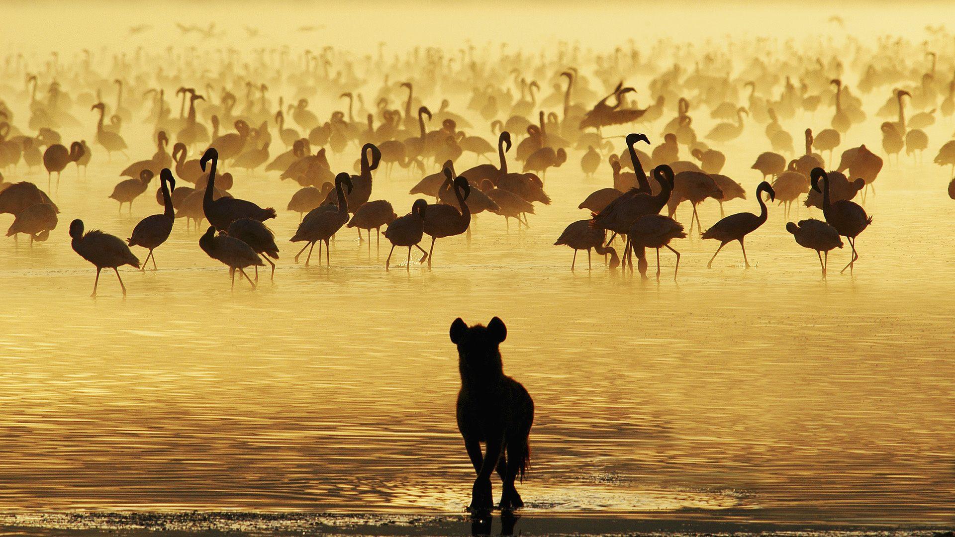 Wallpaper flamingo, hunting, bird, water, hyena, hyaena desktop
