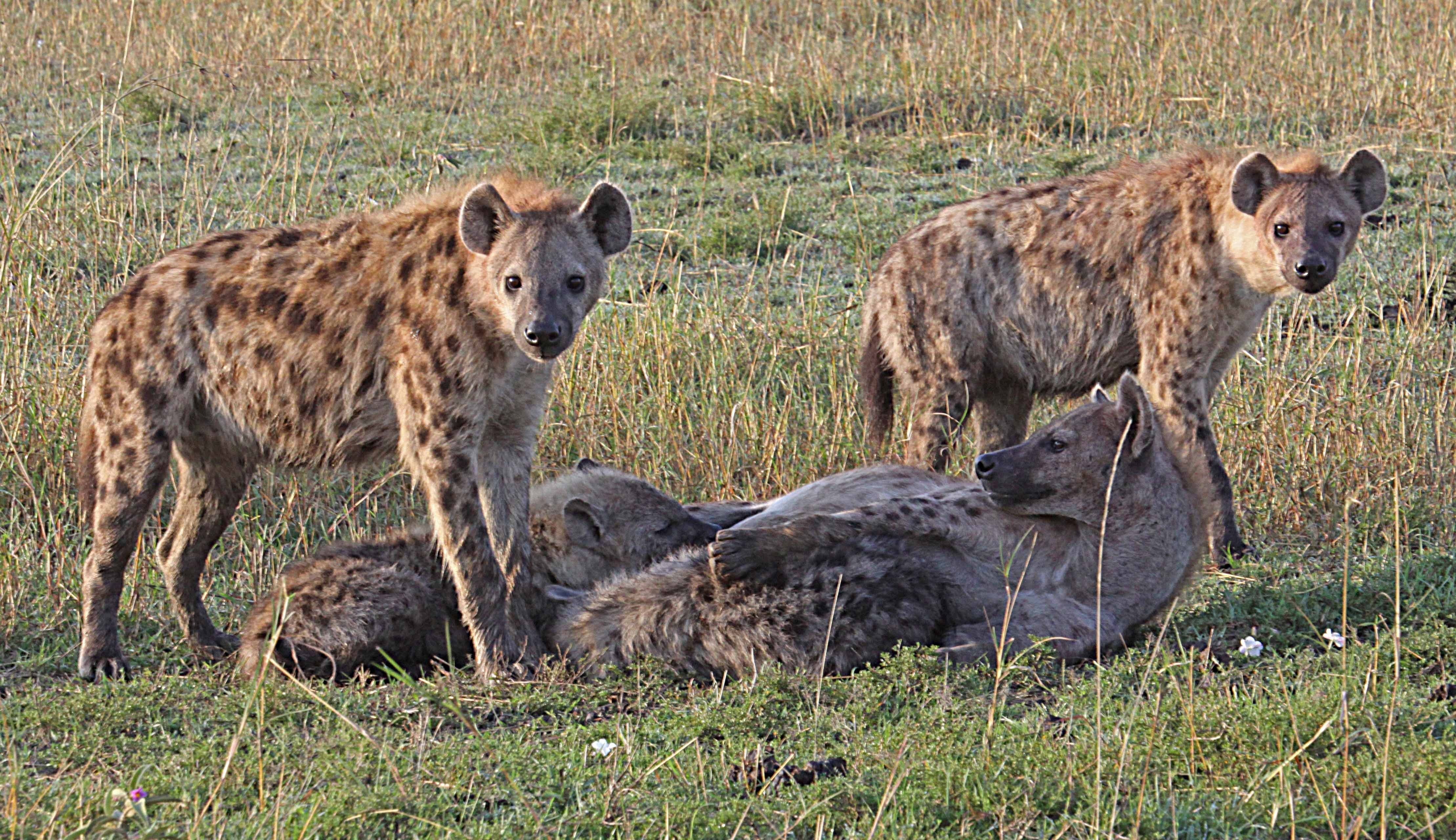 Group of Hyena in Grass