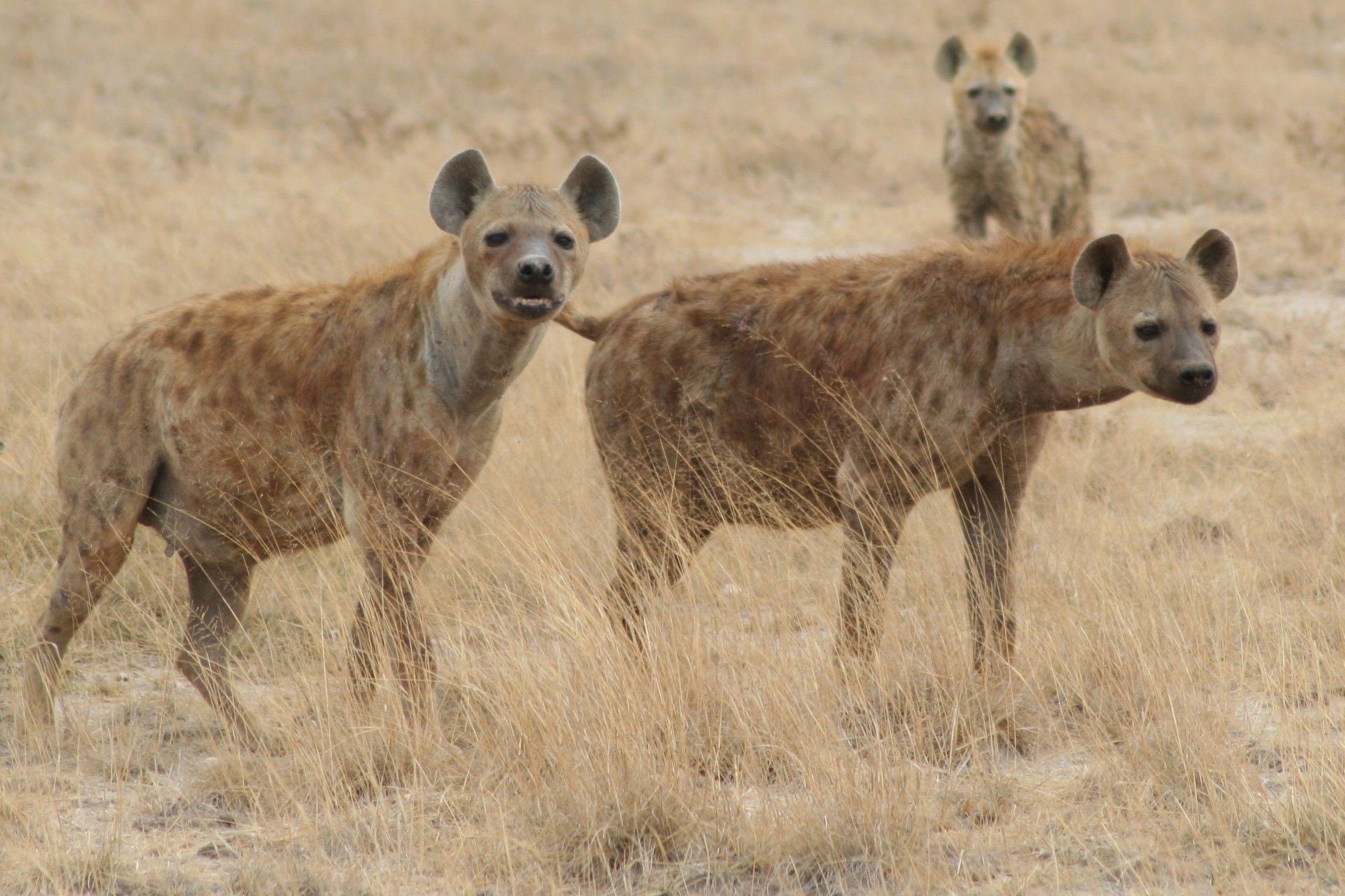 Group of Hyena Looking for Hunting