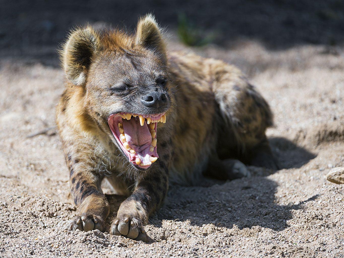 Picture Hyenas angry Animals ©Tambako The Jaguar