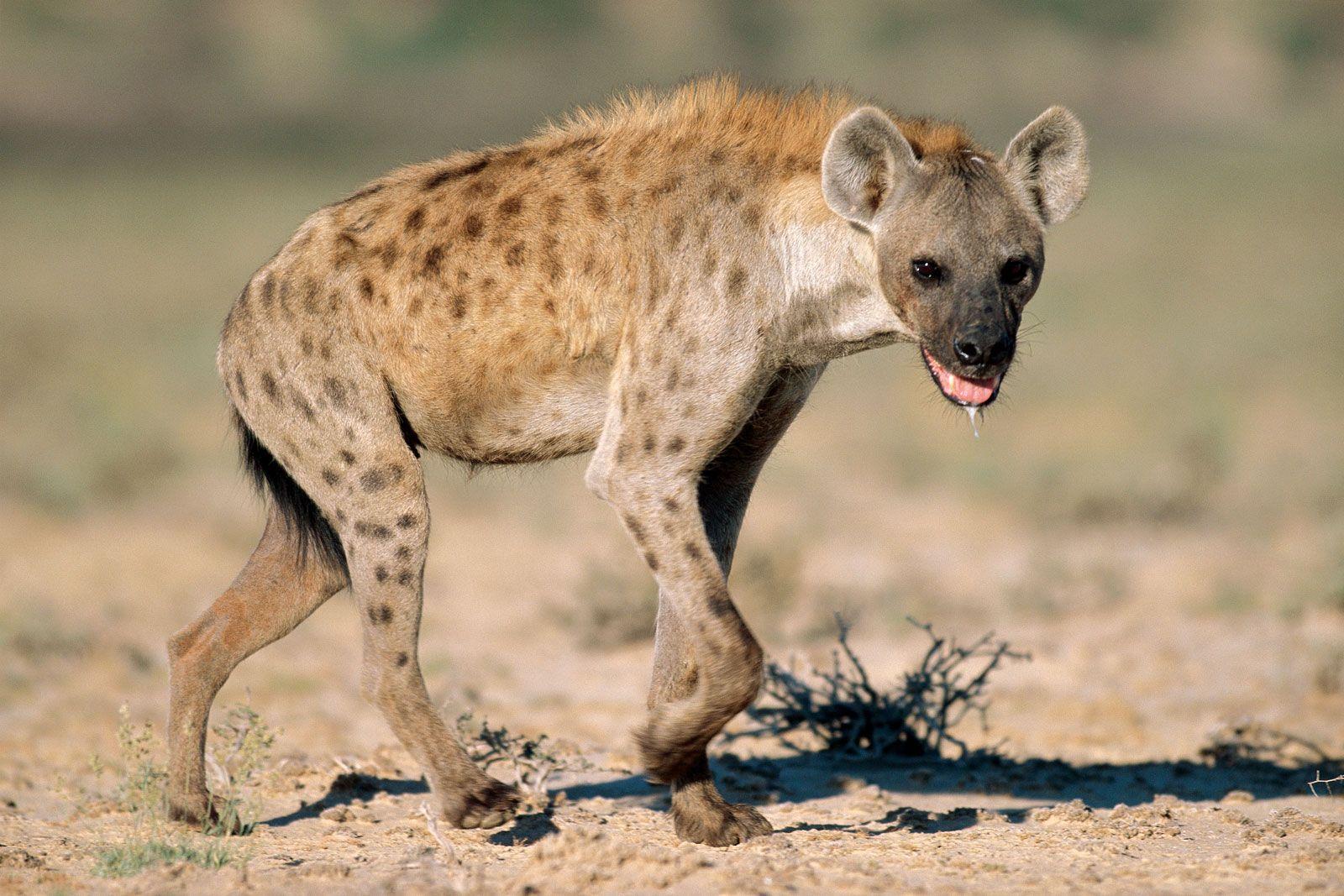 Hyena Wallpaper 64 pictures