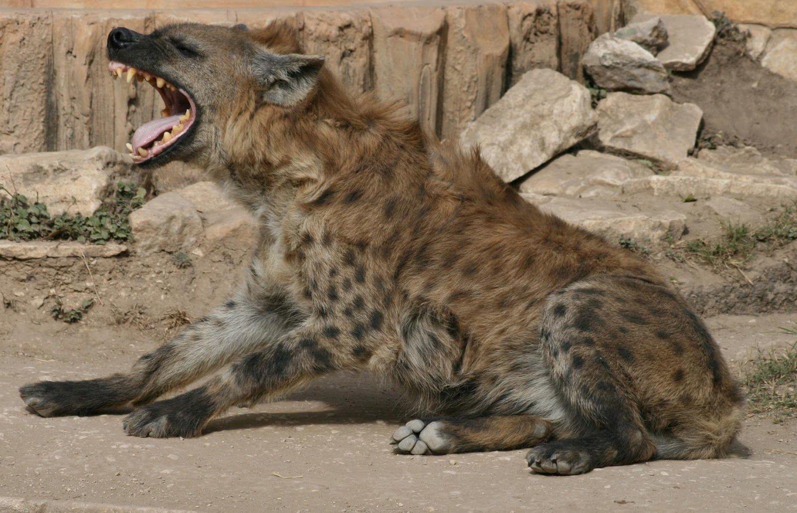 hyena.. share to twitter share to facebook labels hyena hyena