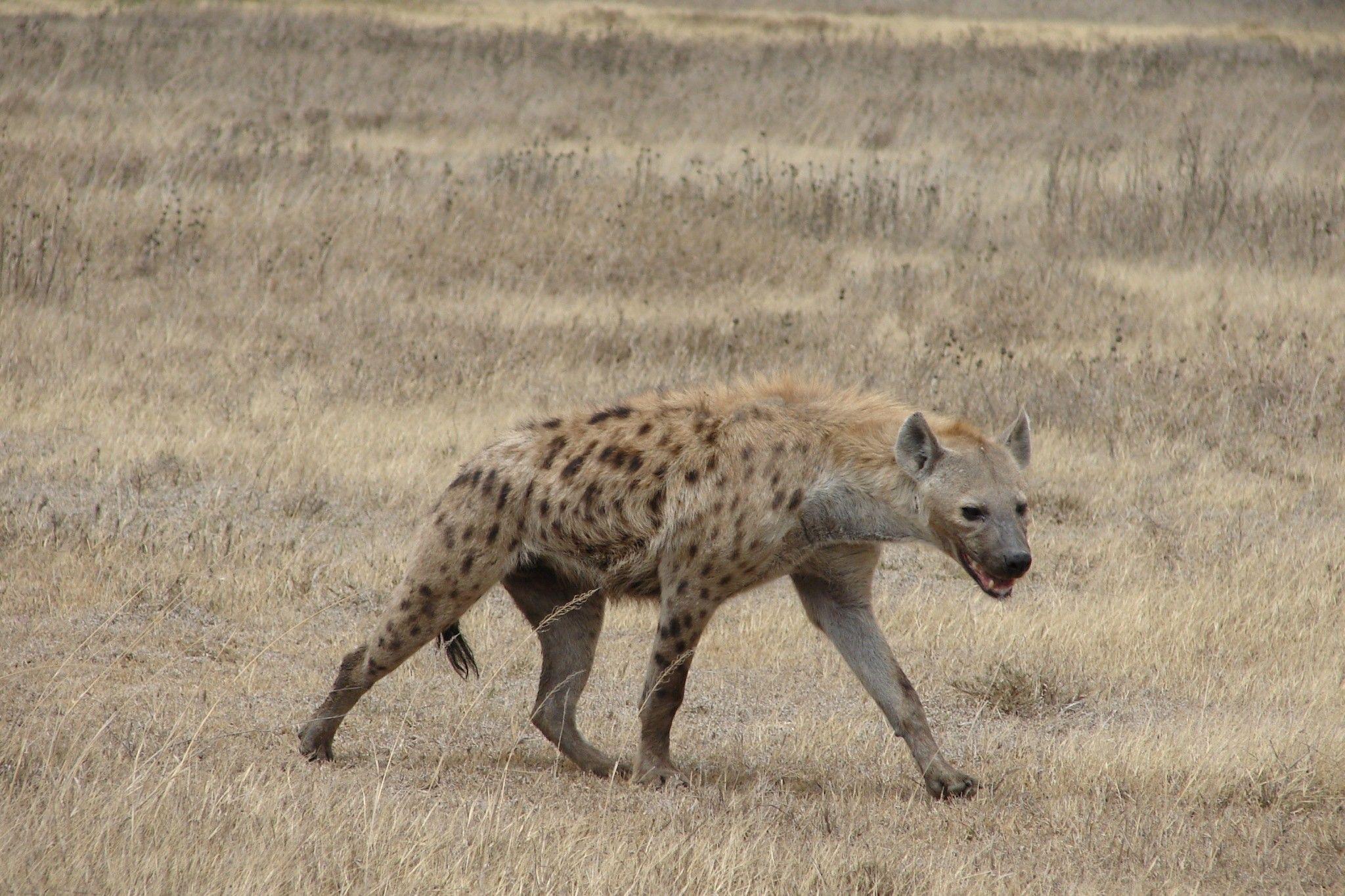 Hyena Wallpaper Animal Spot