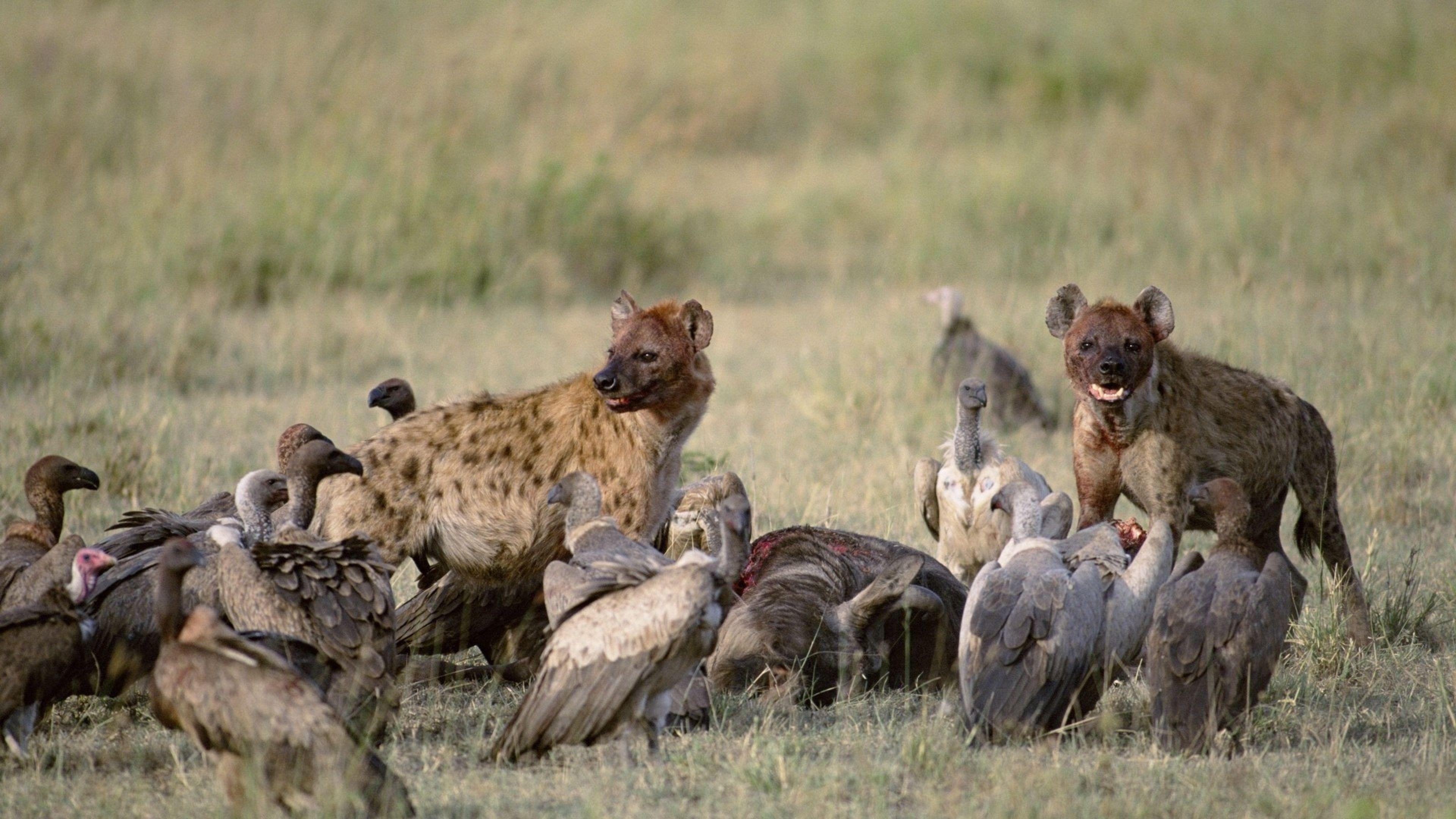 Download Wallpaper 3840x2160 Vultures, Hyenas, Carrion, Food