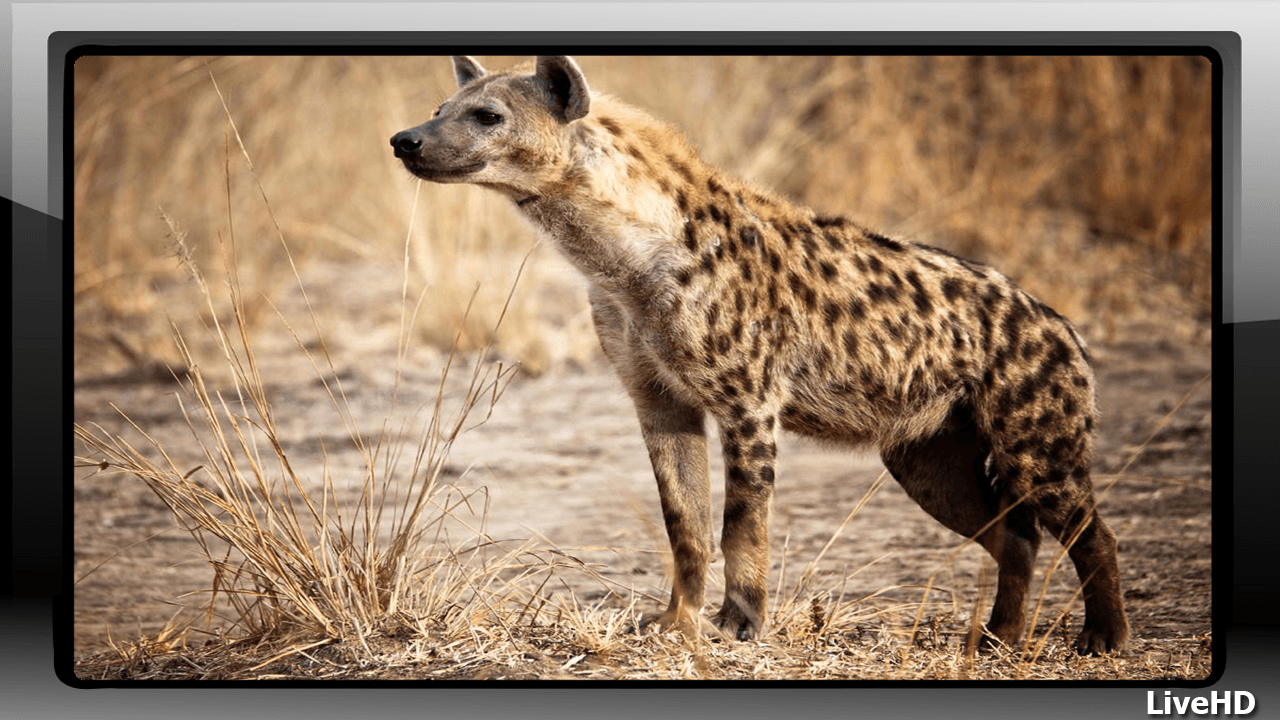 Hyenas Pack 2 wallpaper Apps on Google Play