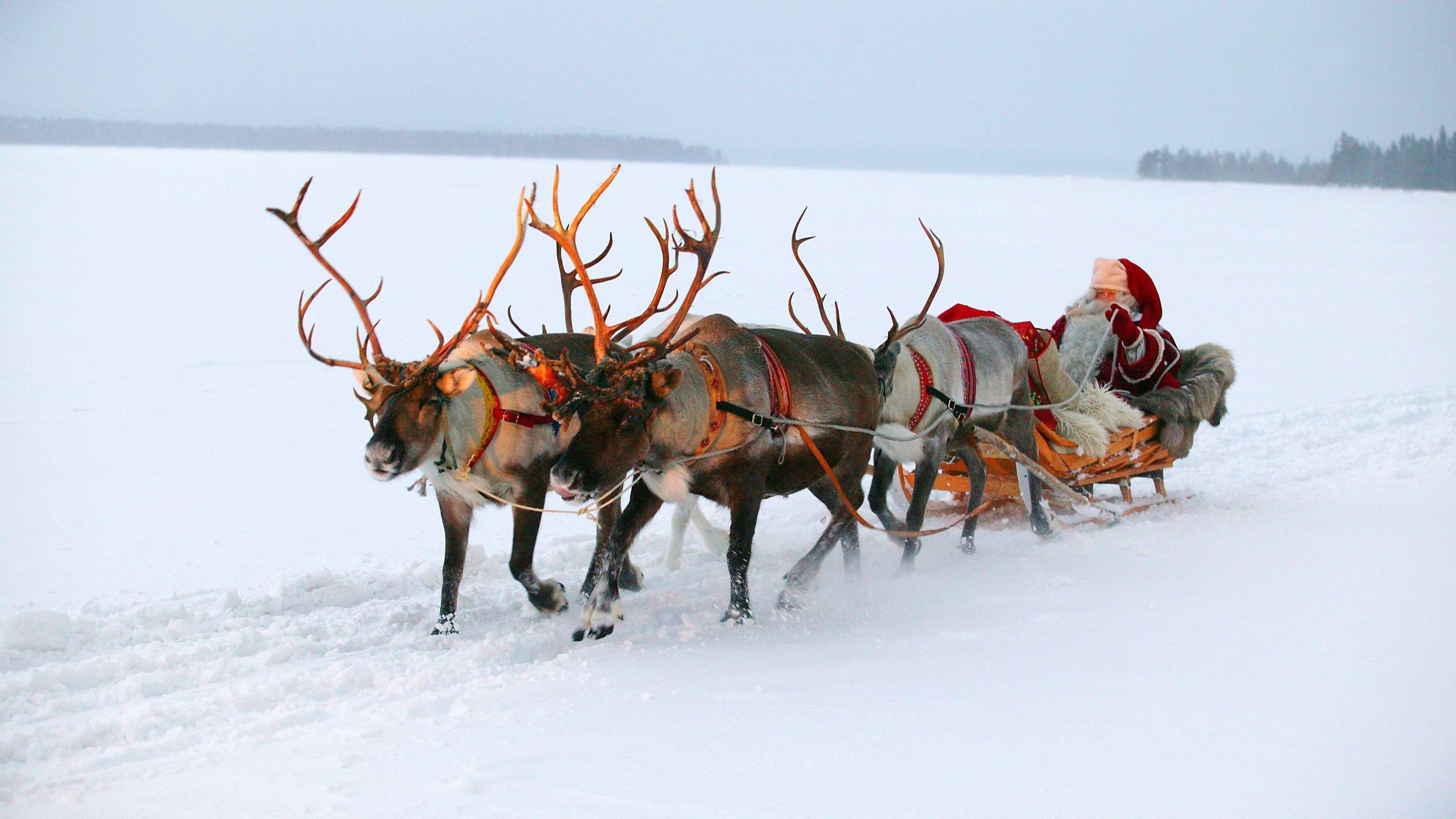 Lapland, Santa, Santa Claus, Xmas, Christmas, Reindeers