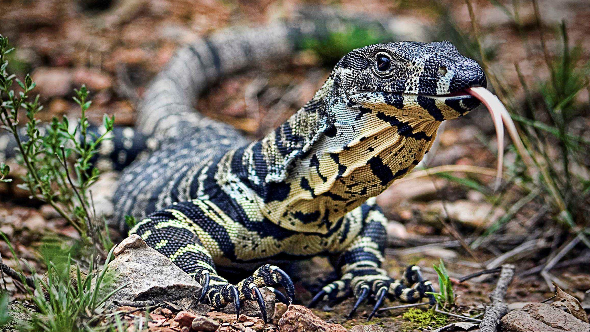Lace Monitor Wallpapers Wallpaper Cave