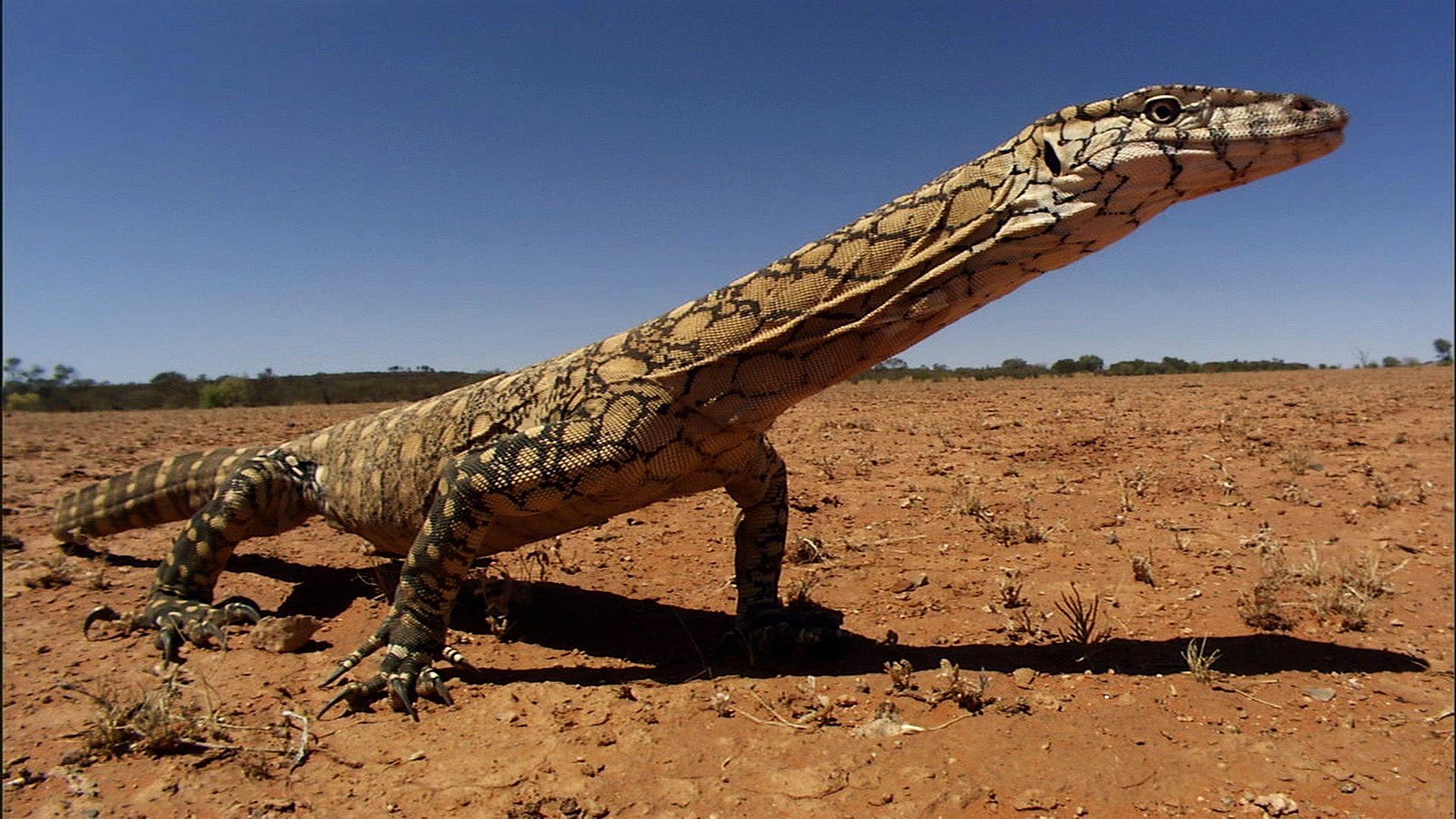 Monitor Lizard Wallpapers Wallpaper Cave