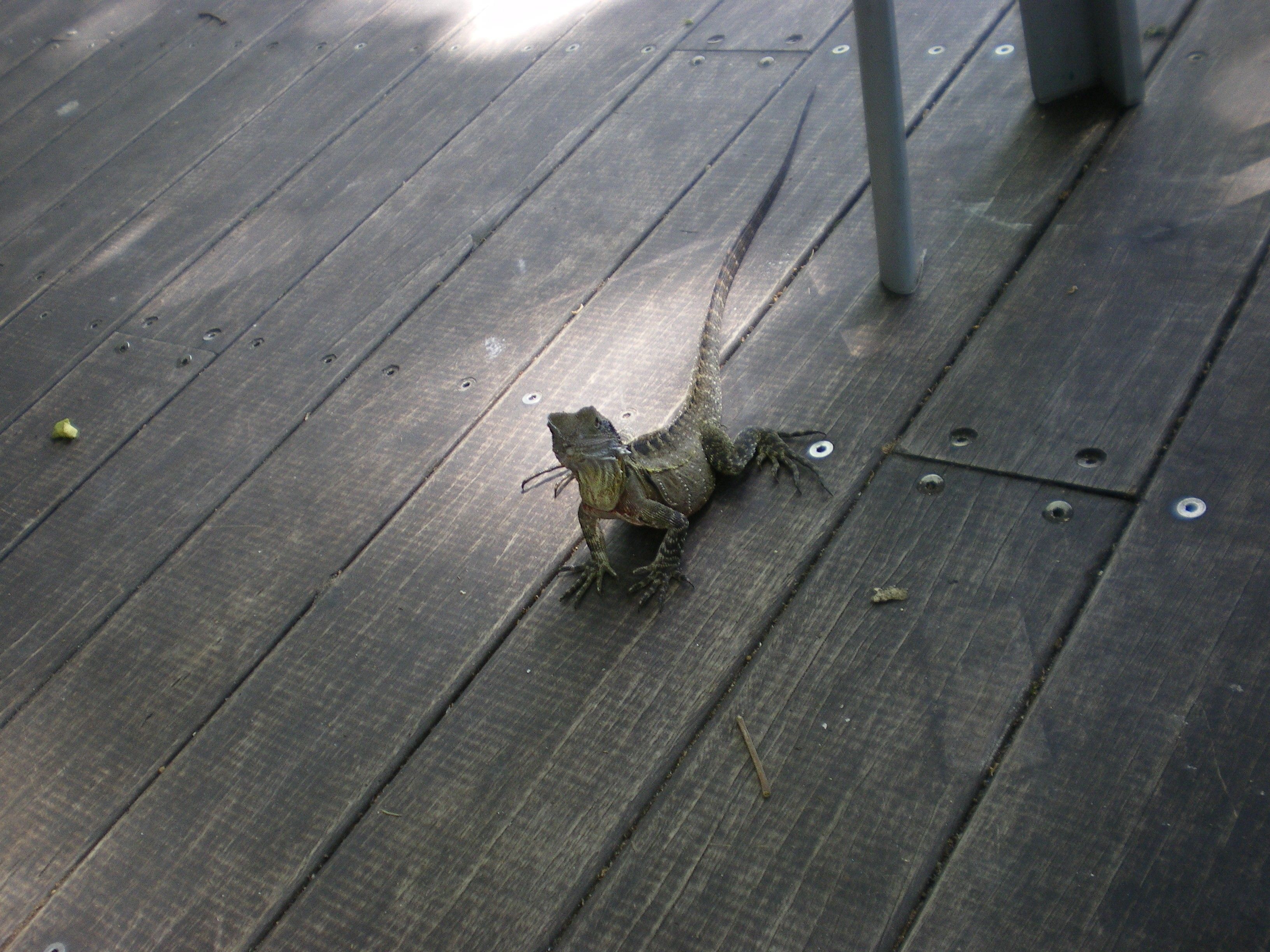 Monitor Tail Small Green Grey Lace Lizard Reptiles Wallpaper