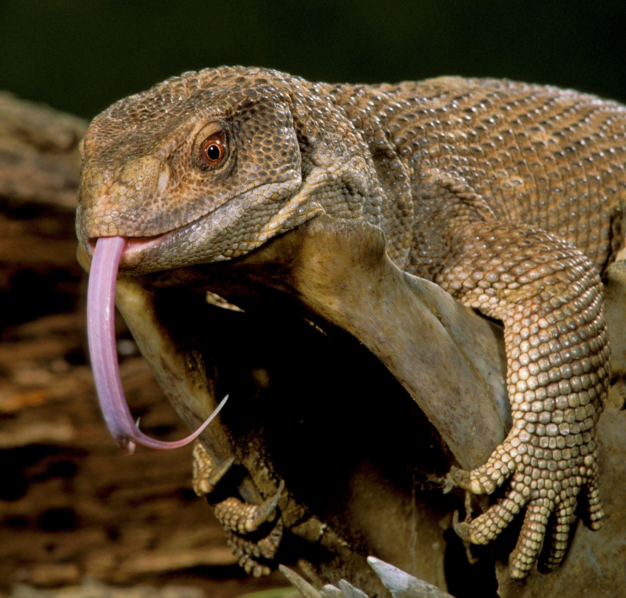 Monitor Lizard Mouth. Komodo Dragons Monitor Lizards