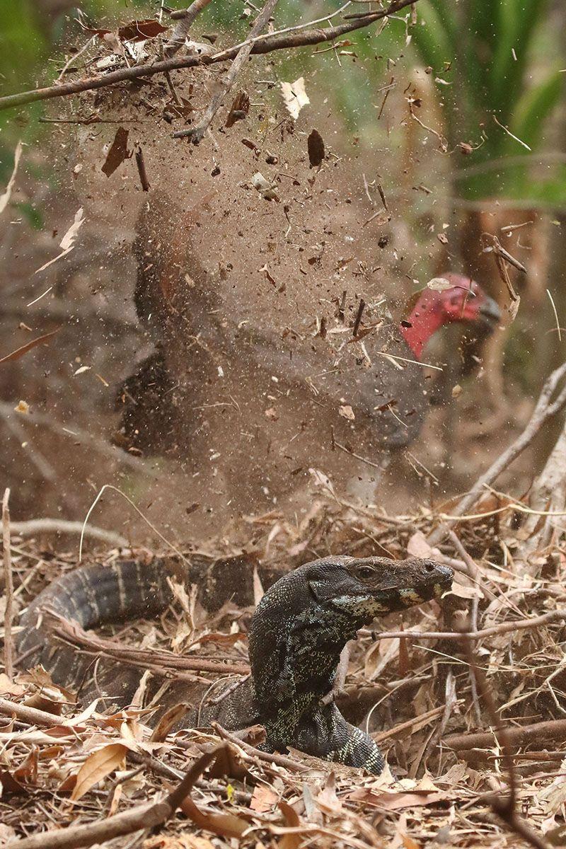 Amazing photo show lace monitor raiding a brush turkey's mound