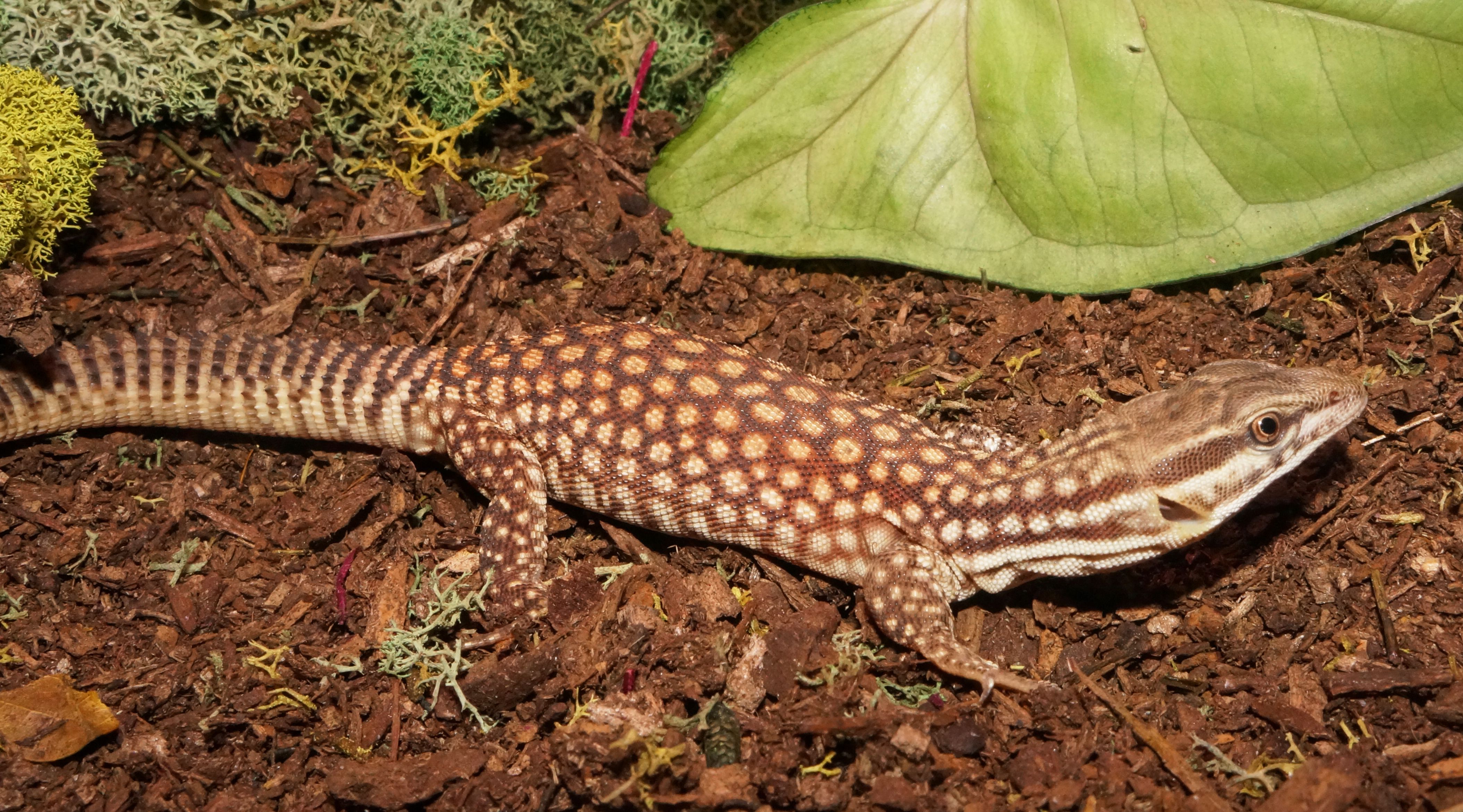 Baby Red Ackie Monitor. Lizards: Monitors & Tegus