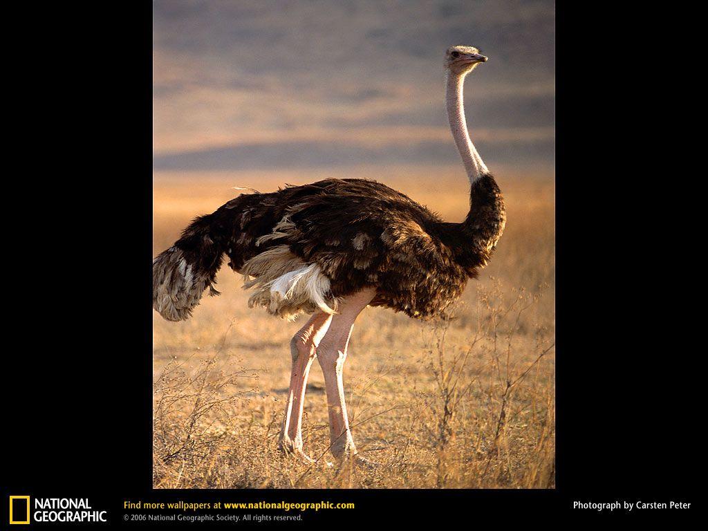 Ostrich wildlife background Royalty Free Vector Image